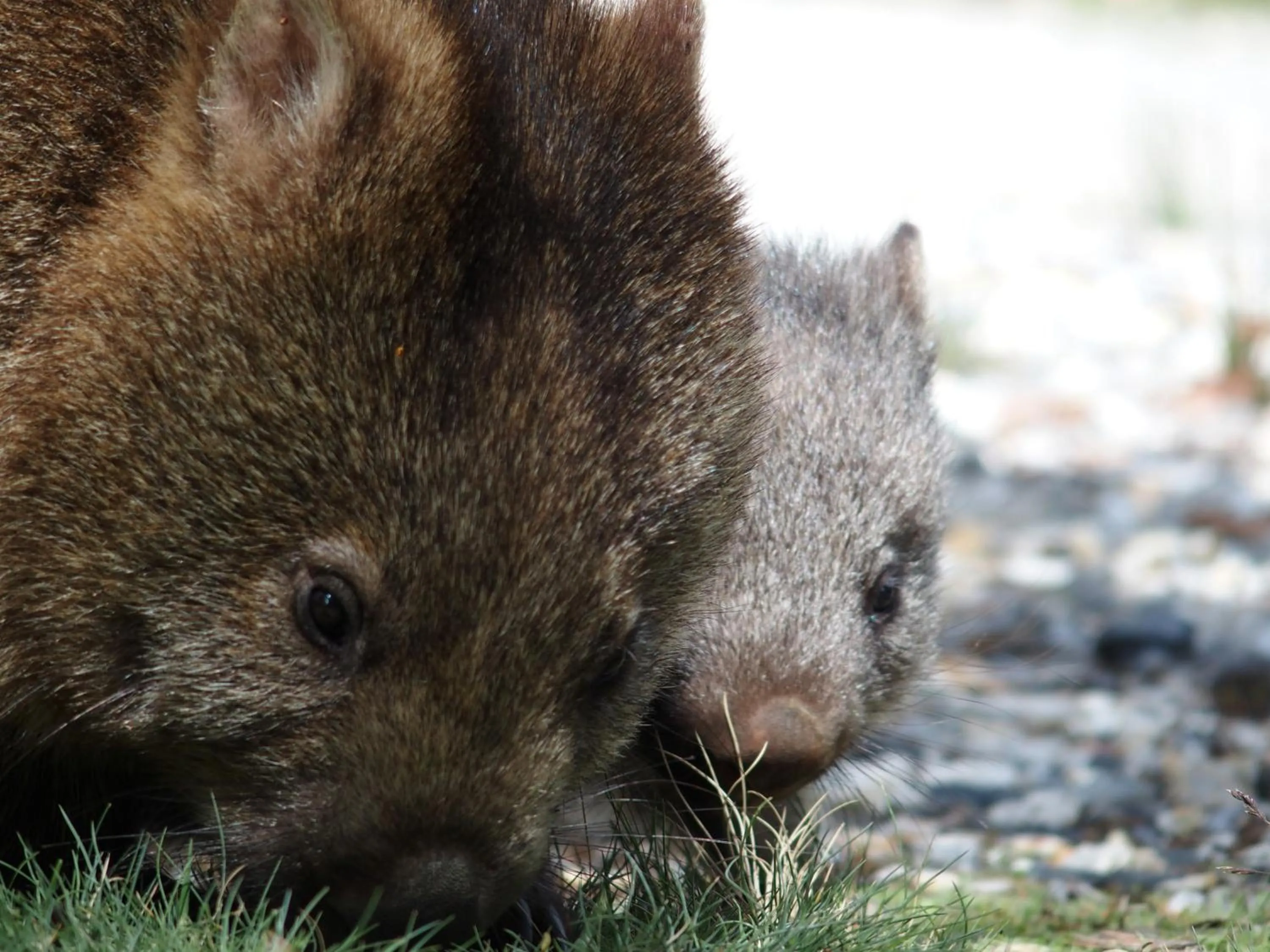 Natural landscape in Cradle Highlander