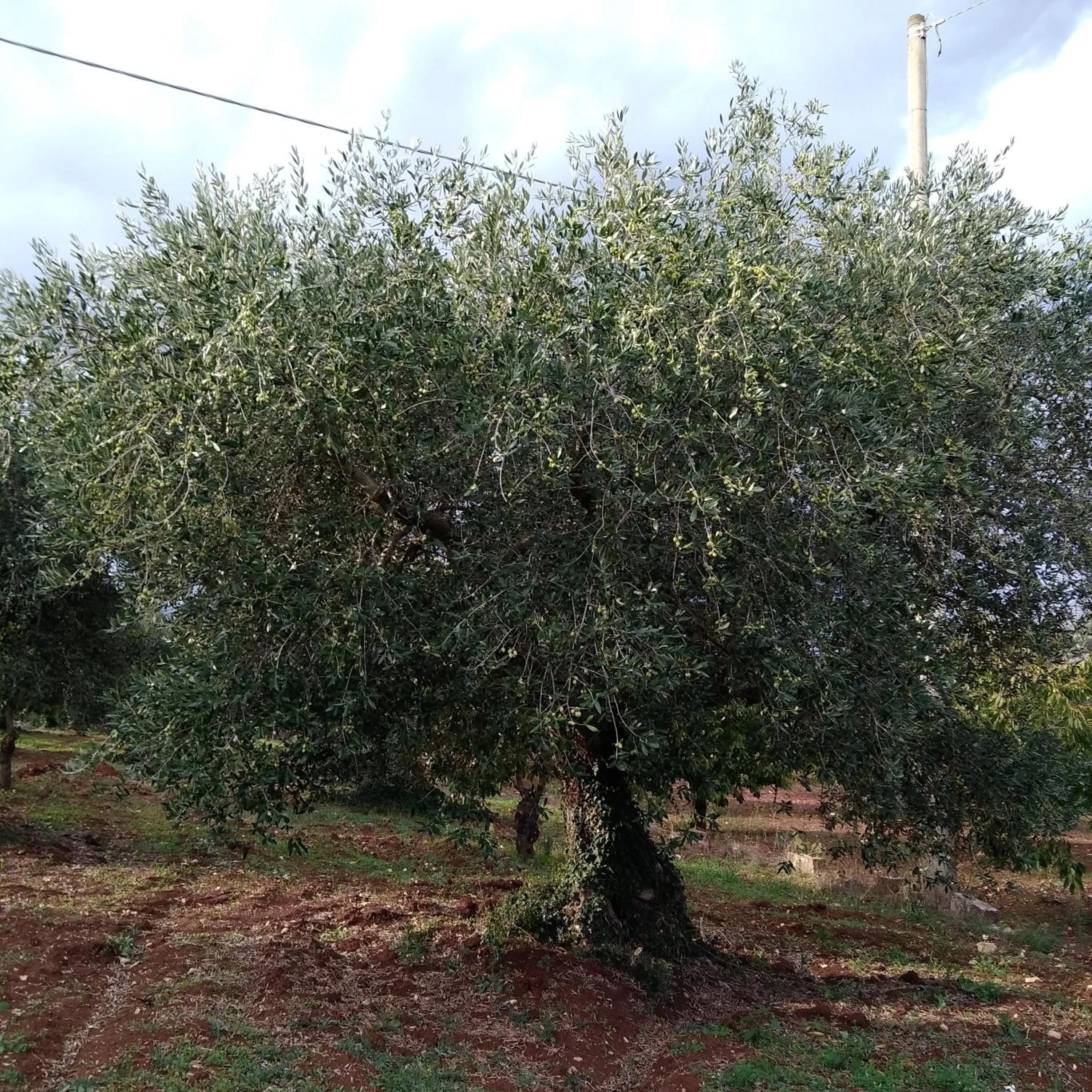 Natural landscape in Trulli la casa di Rosa