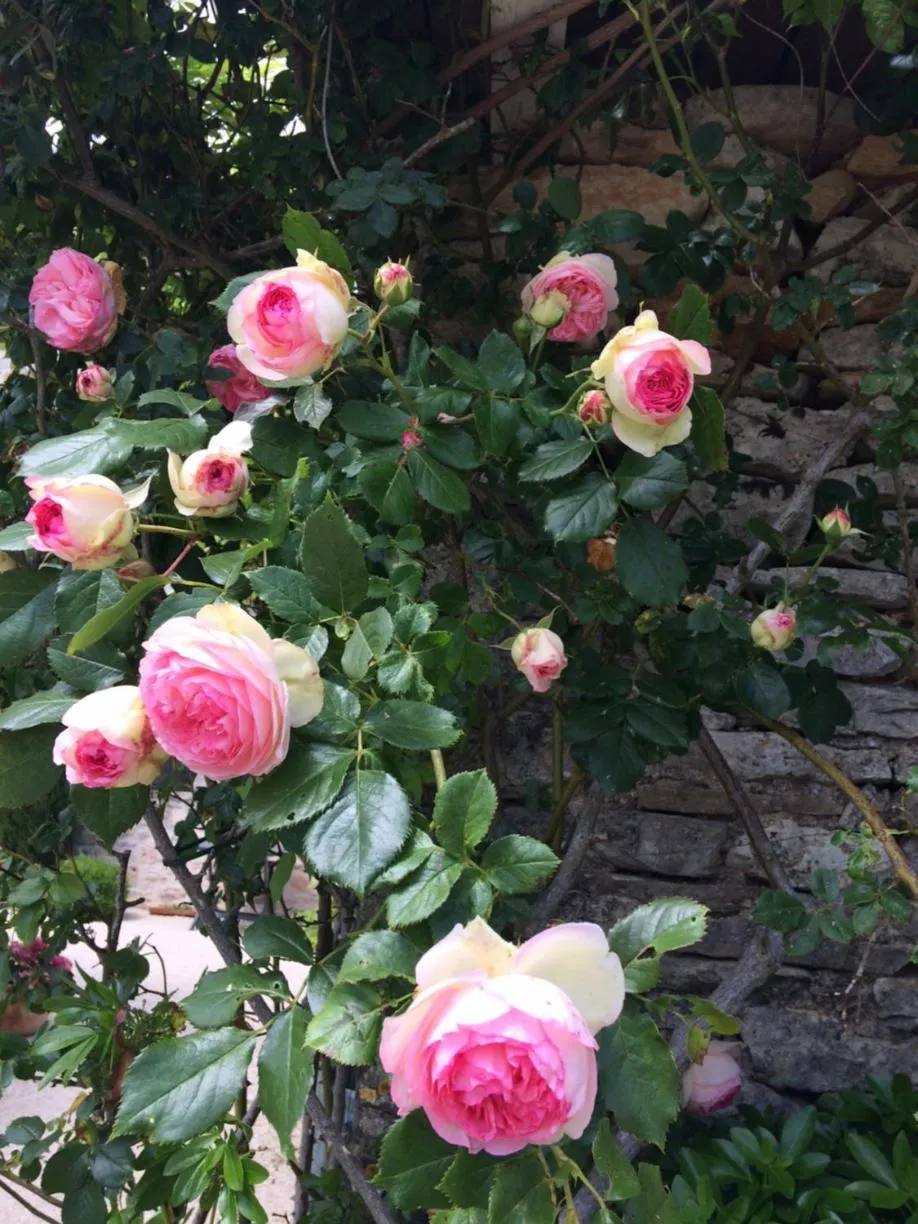 View (from property/room) in Le Couvent