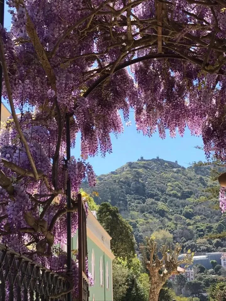 Natural landscape in Casa Holstein Quinta de Sao Sebastiao Sintra