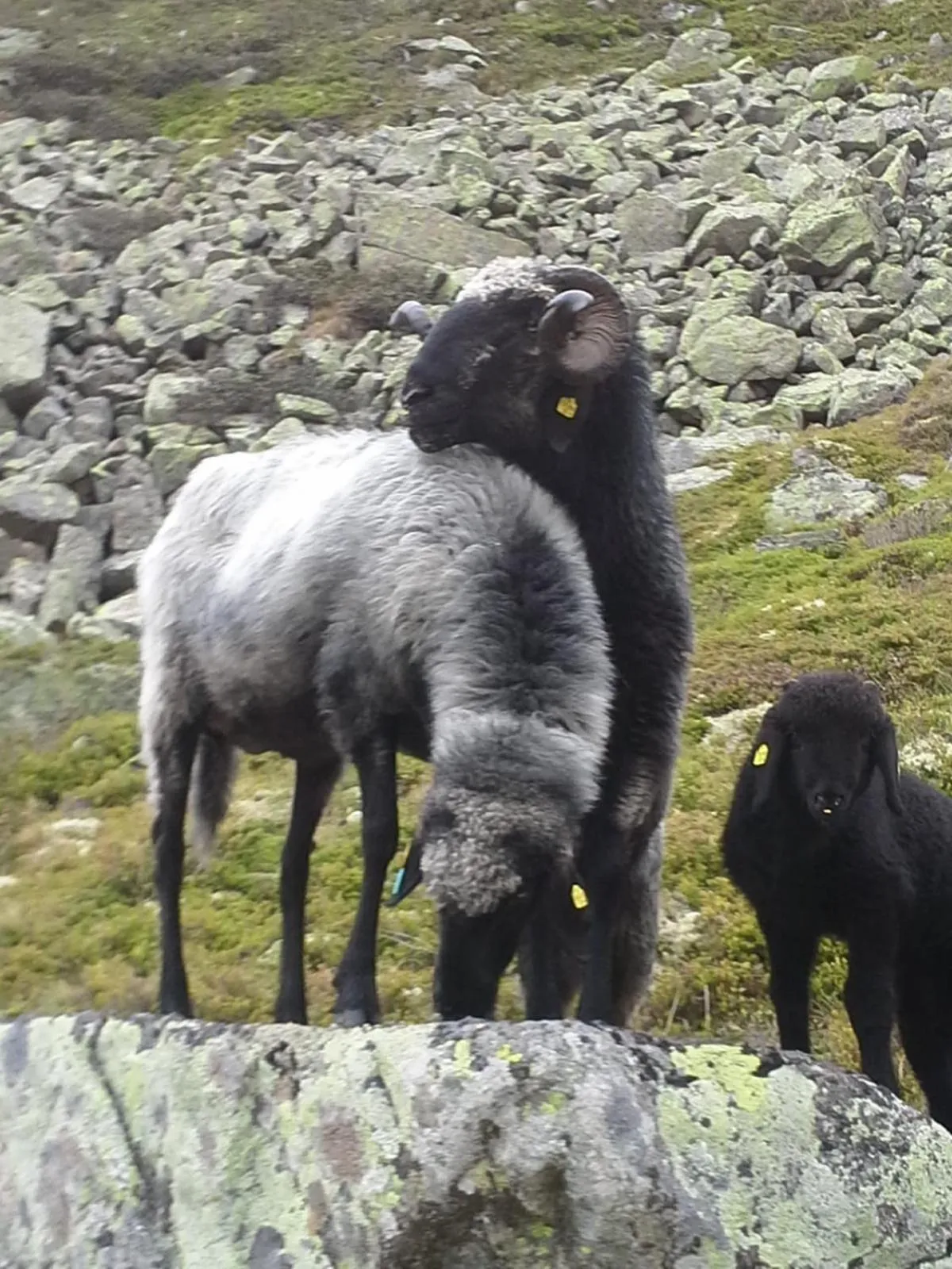 Animals in Hotel Burgstein - alpin & lifestyle