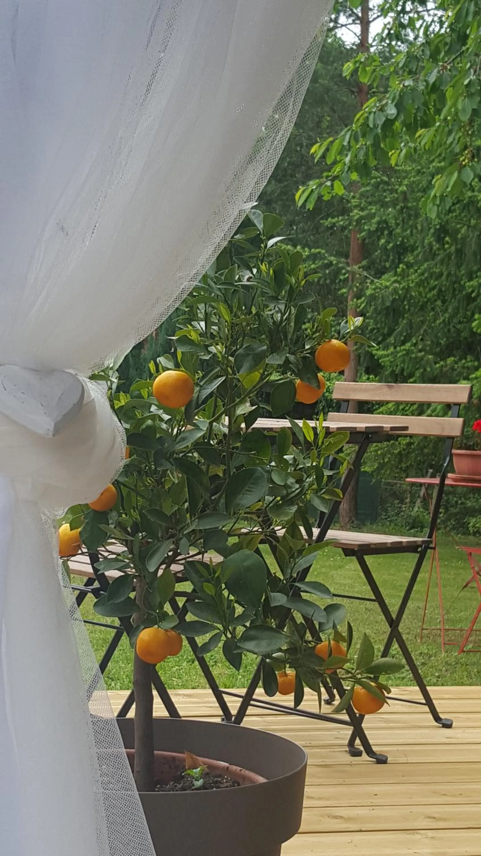 Spring in Clos des Morillons