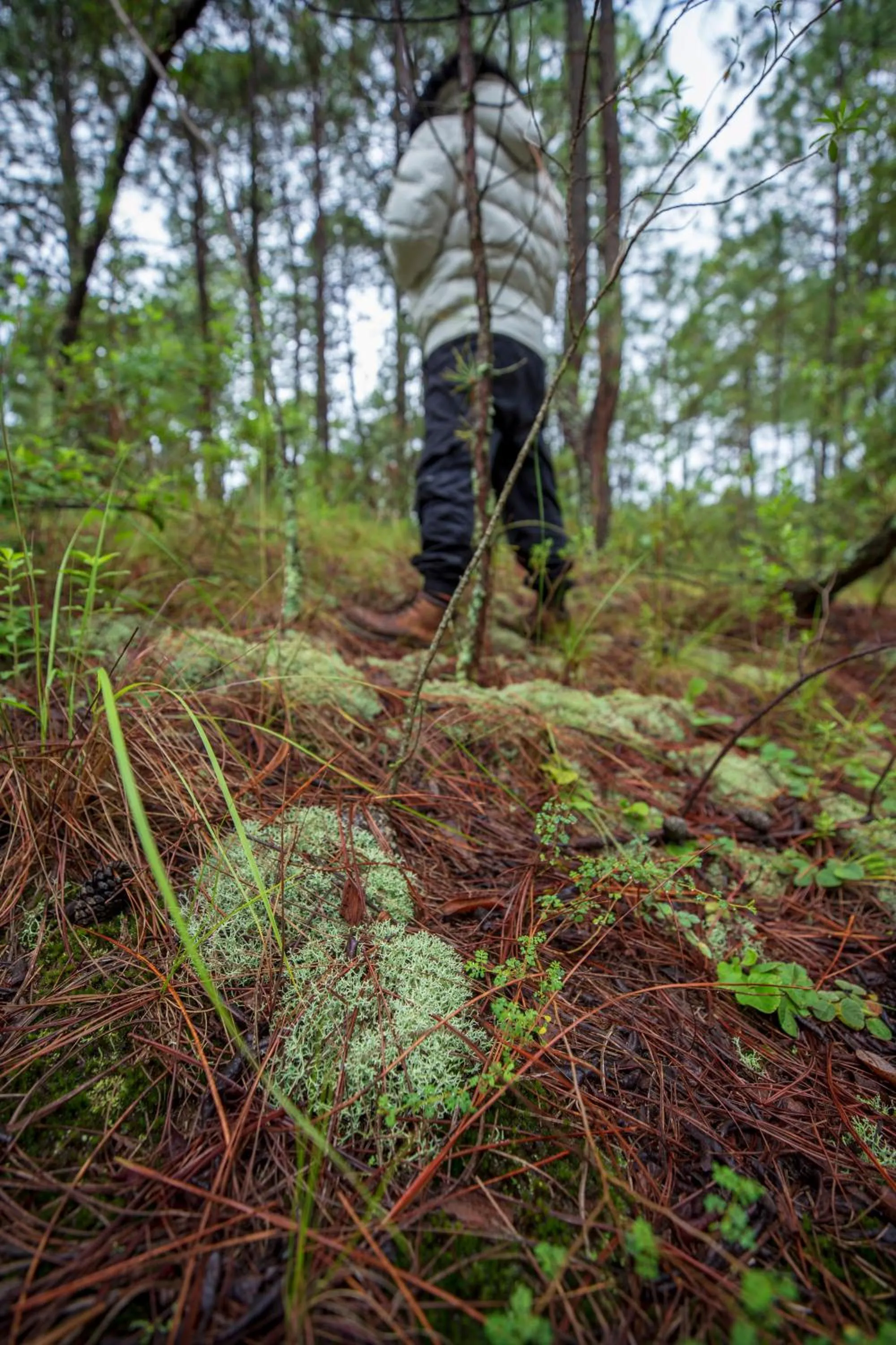Natural landscape in Hotel & Glamping Huasca Sierra Verde