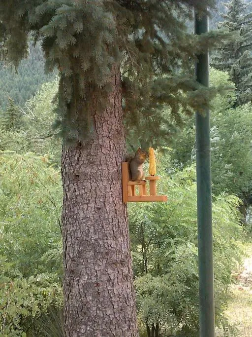 Animals in Green Mountain Falls Lodge