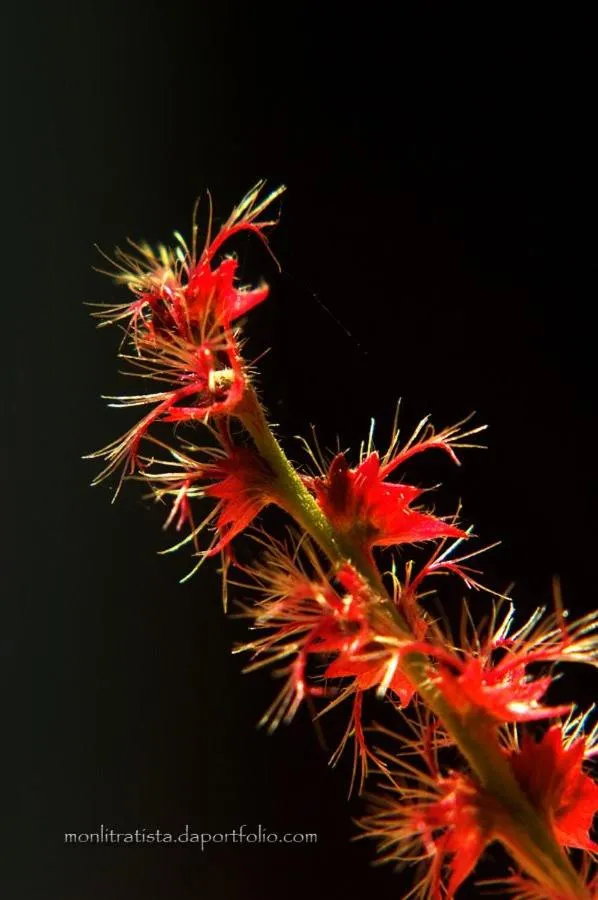 Property building in The Duyan House at Sinagtala Resort