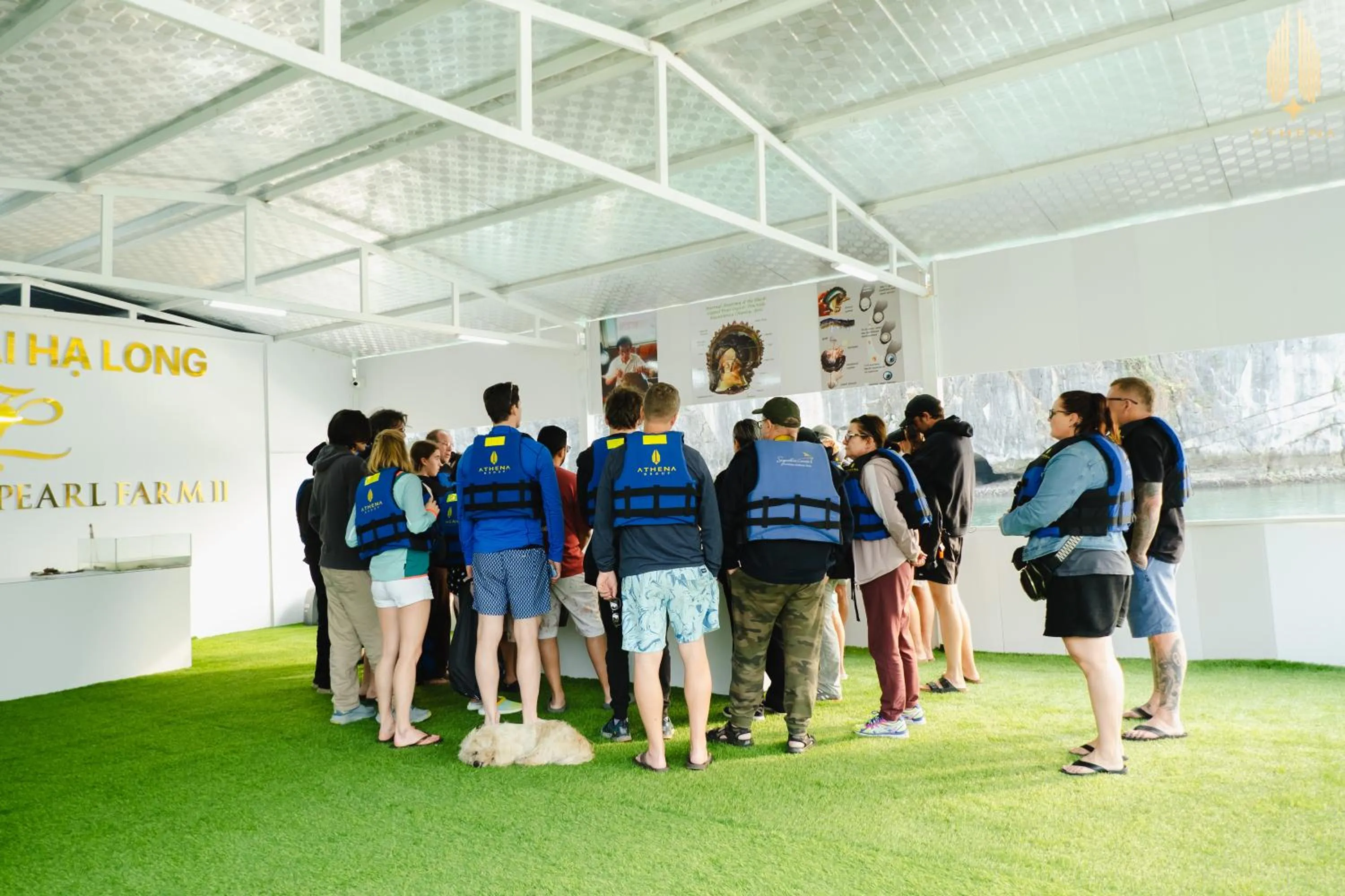 Activities in Halong Athena Cruise