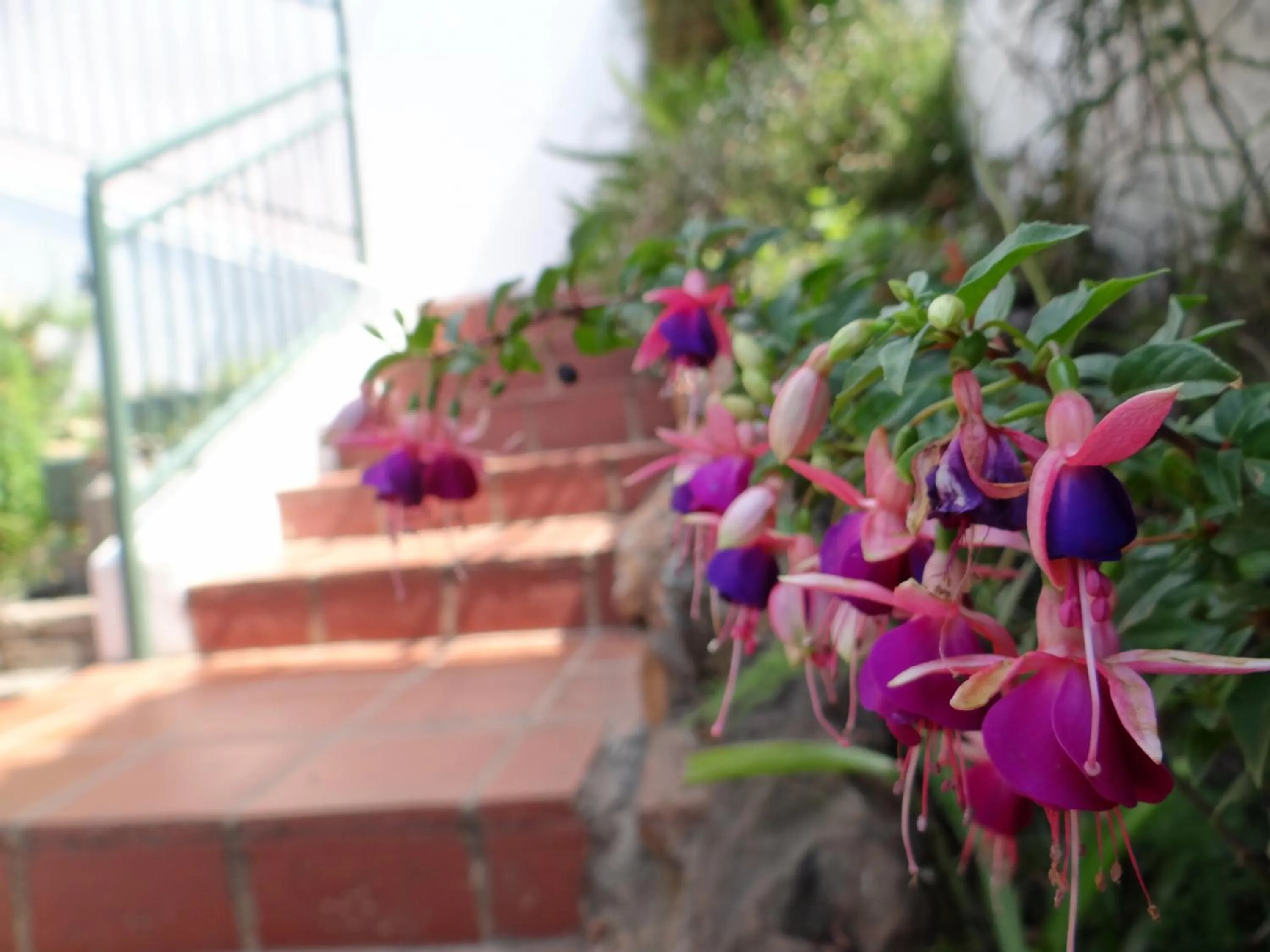 Garden in Agterplaas Guesthouse Pty Ltd