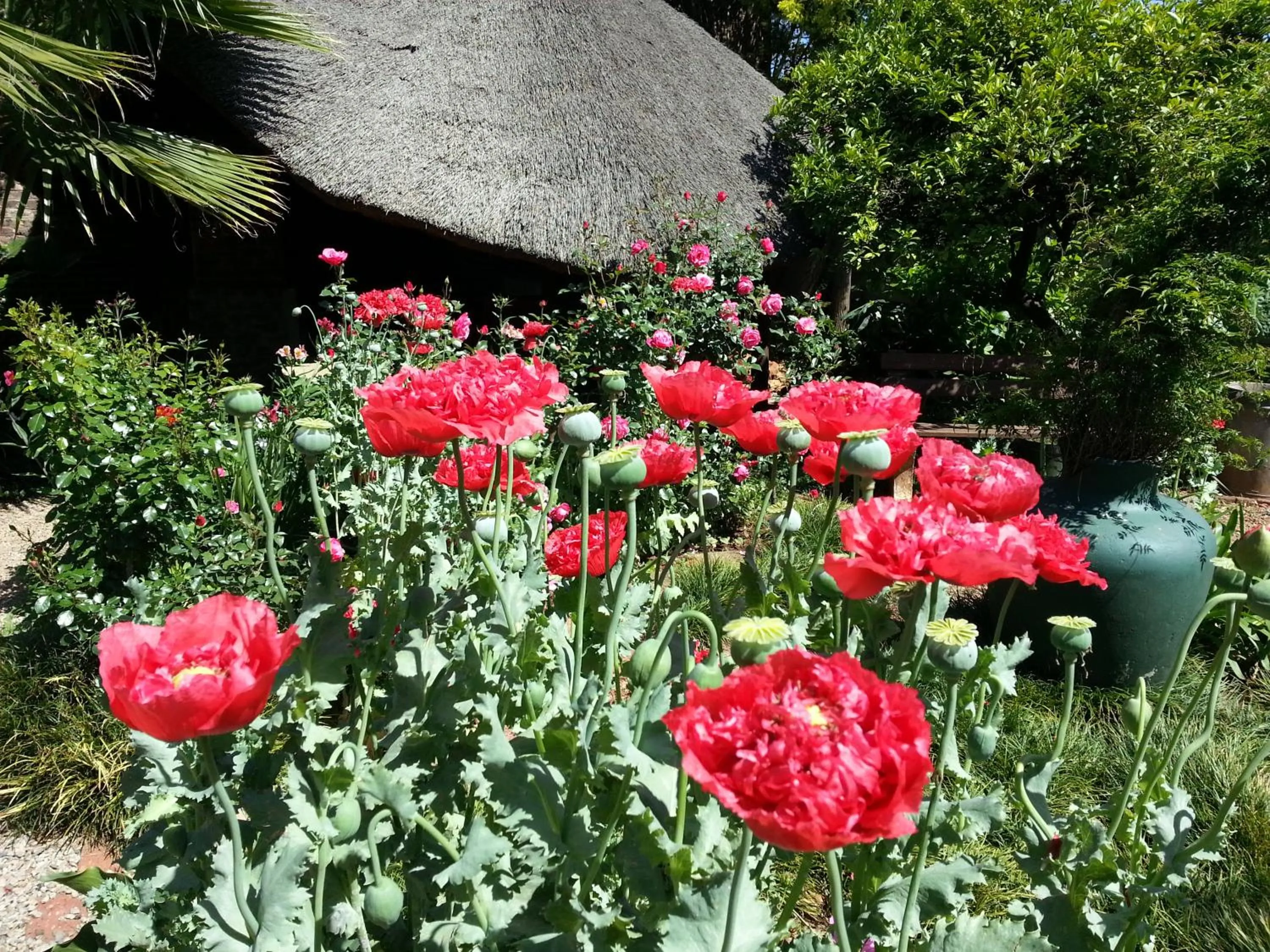 Spring in Agterplaas Guesthouse Pty Ltd