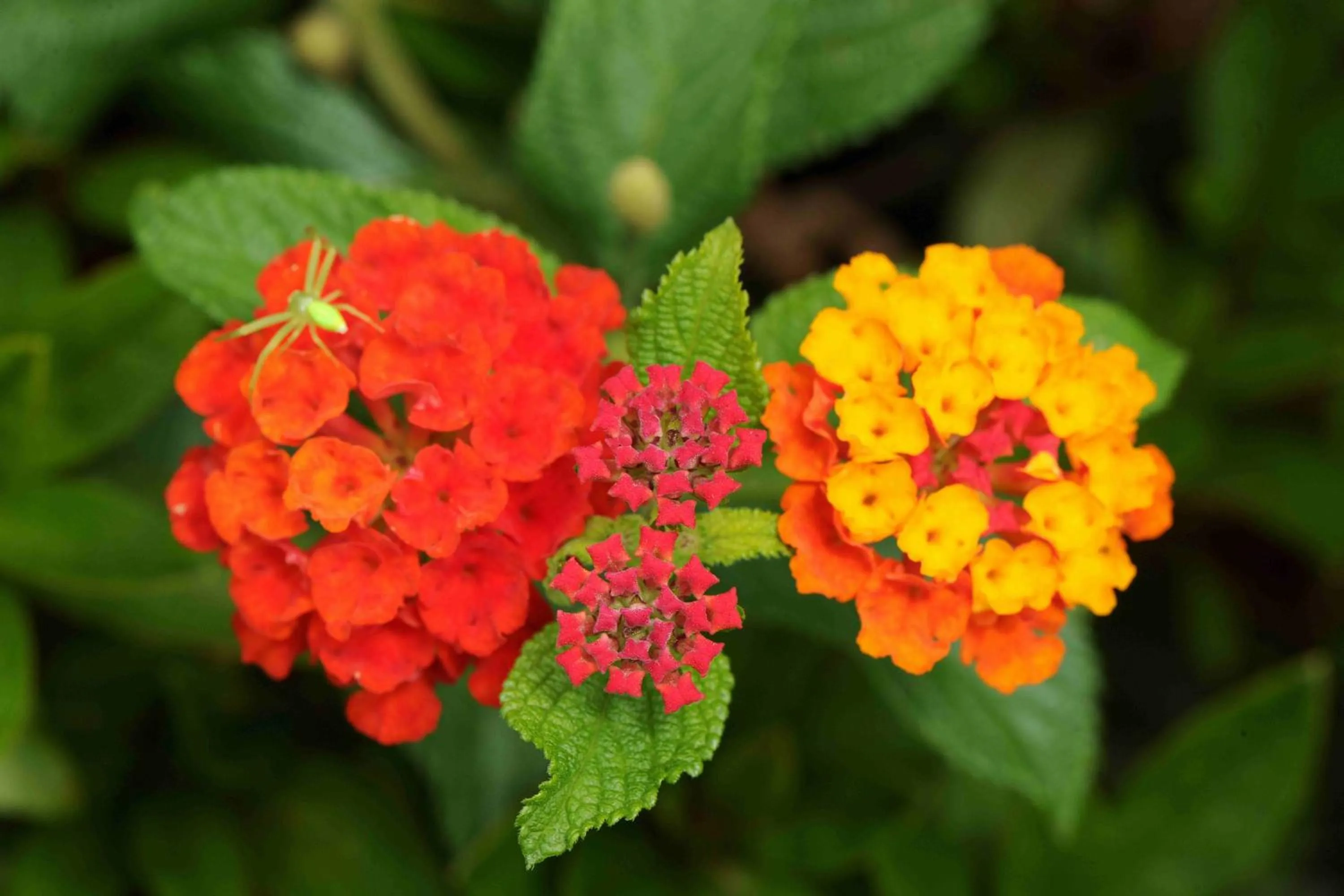 Garden in Quinta Santo Antonio Da Serra