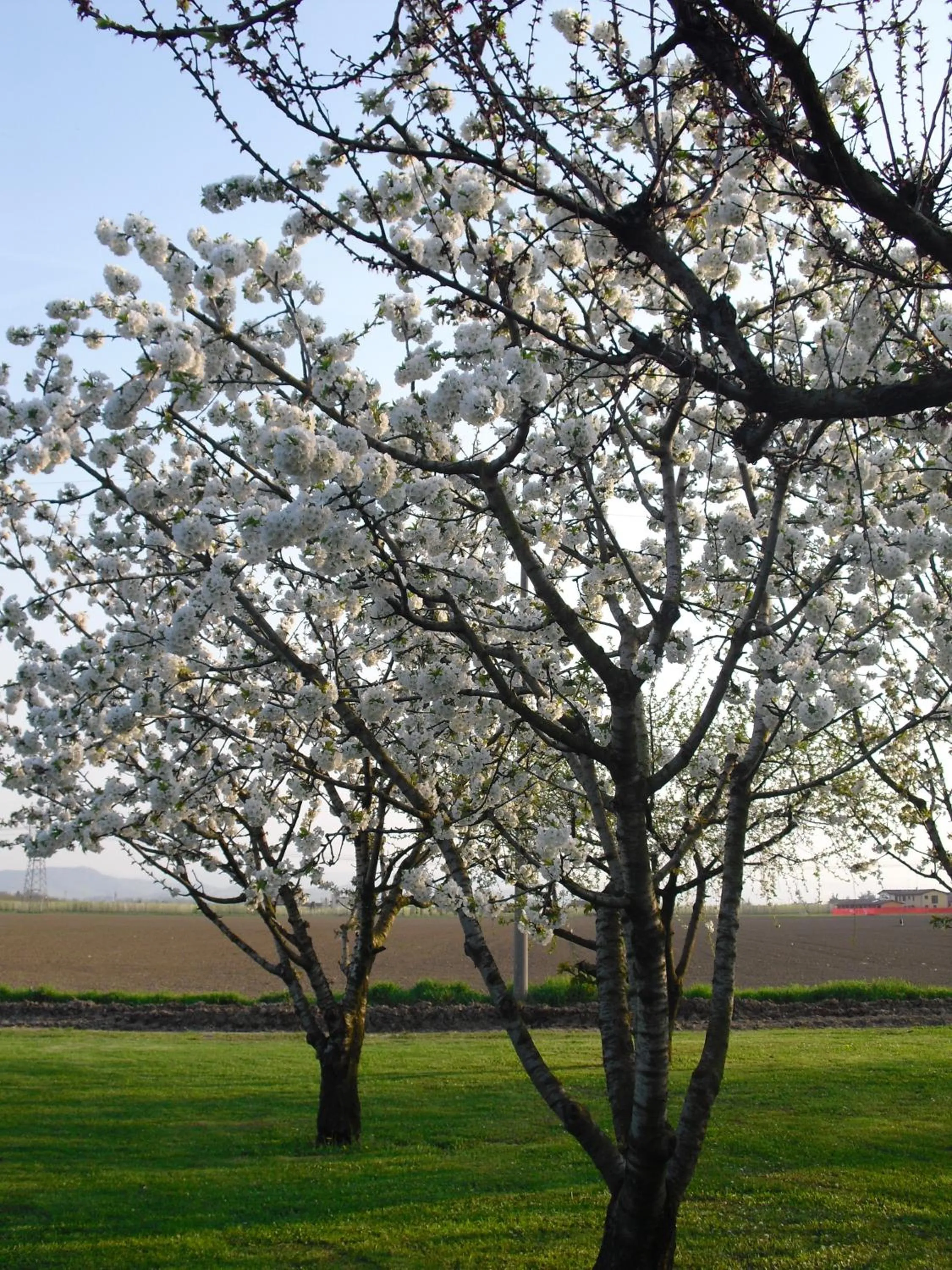 Spring in Agriturismo La Lupa