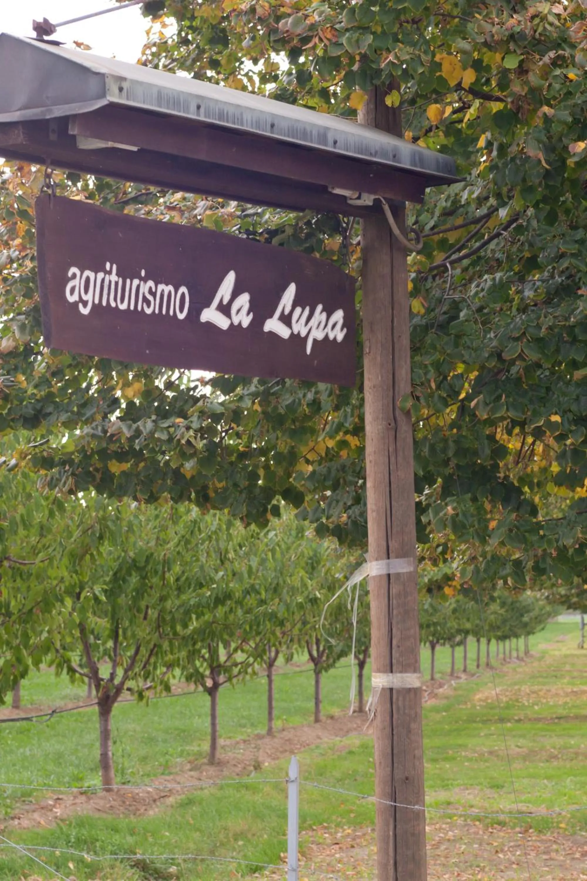 View (from property/room) in Agriturismo La Lupa