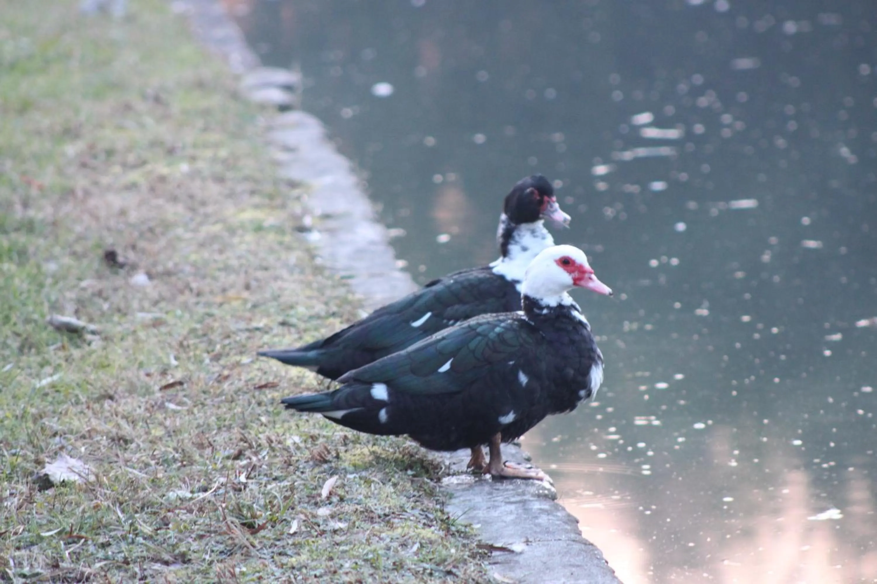 Animals in Agriturismo La Lupa