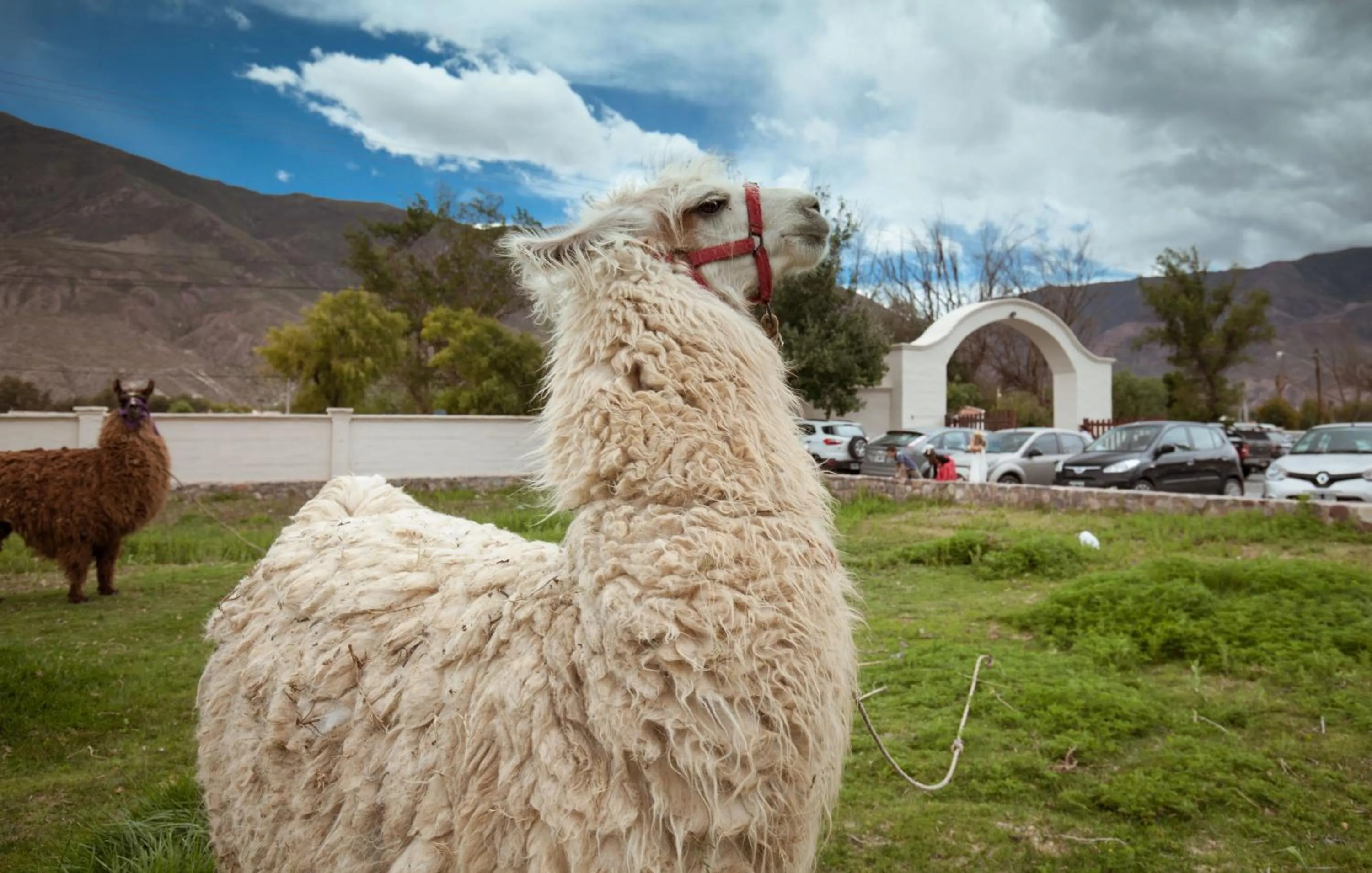 Animals in Hotel Huacalera
