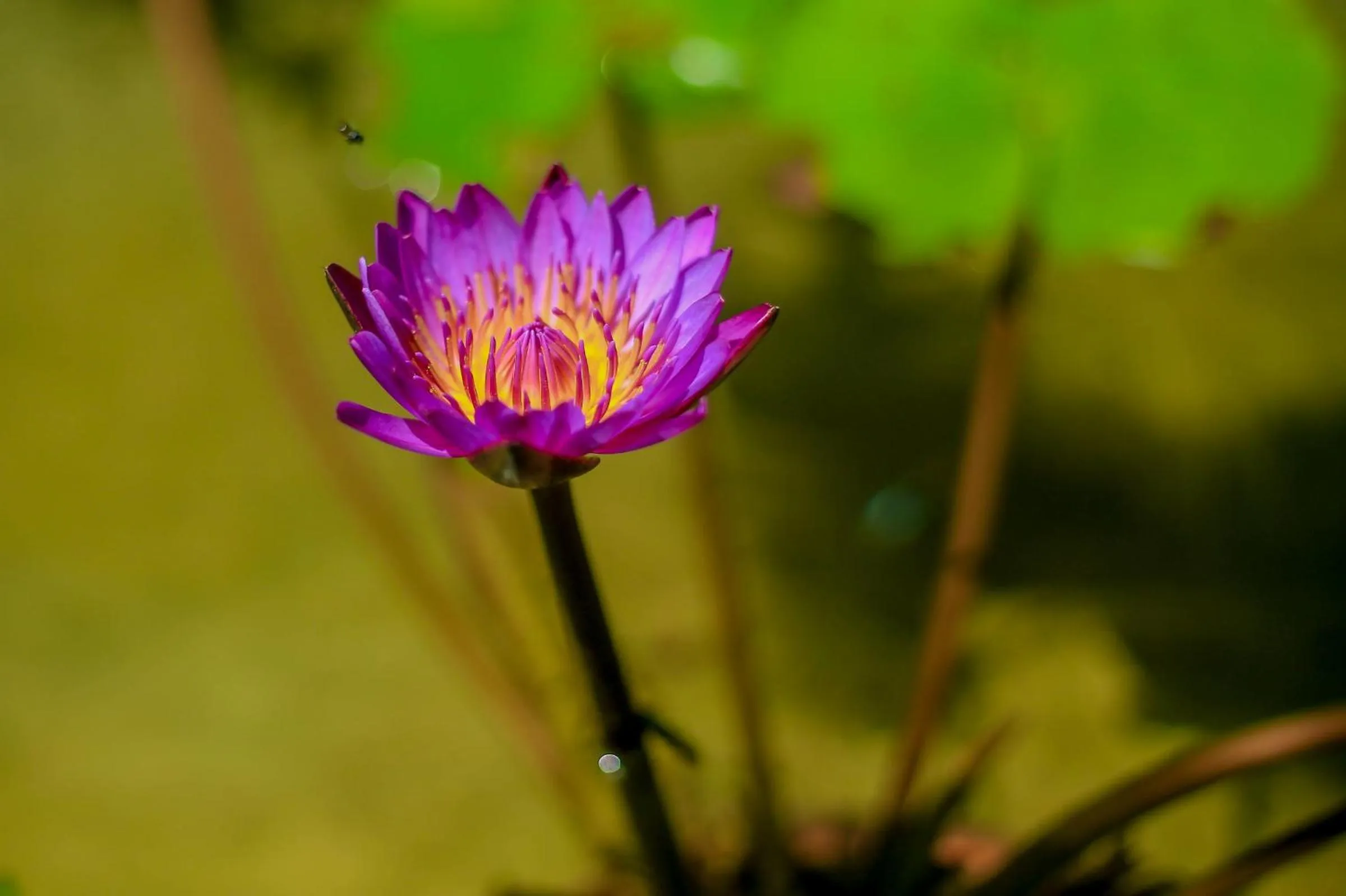 Natural landscape in Villa Océane