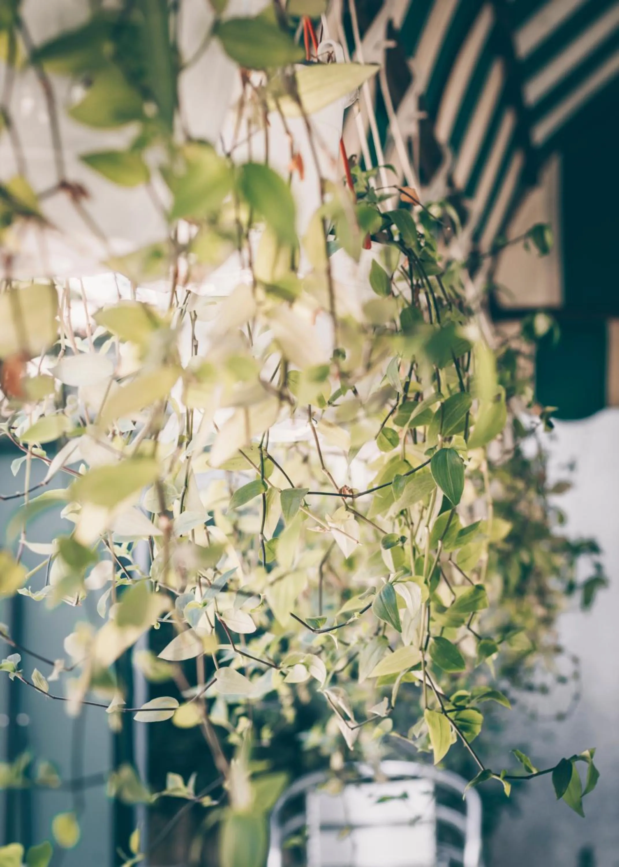 Garden in Gasthof Sara