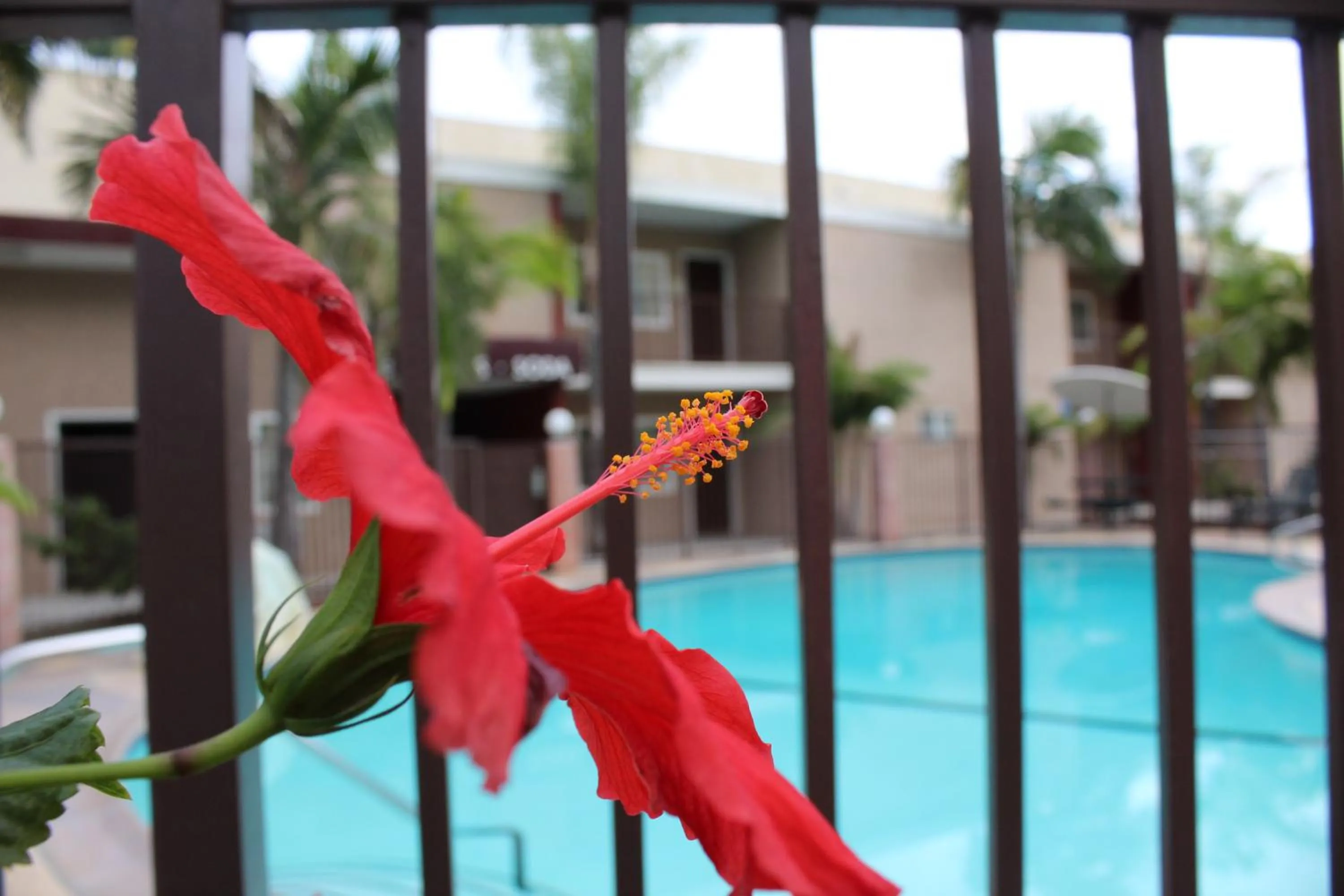 Day in Budget Inn Anaheim near Disneyland Drive