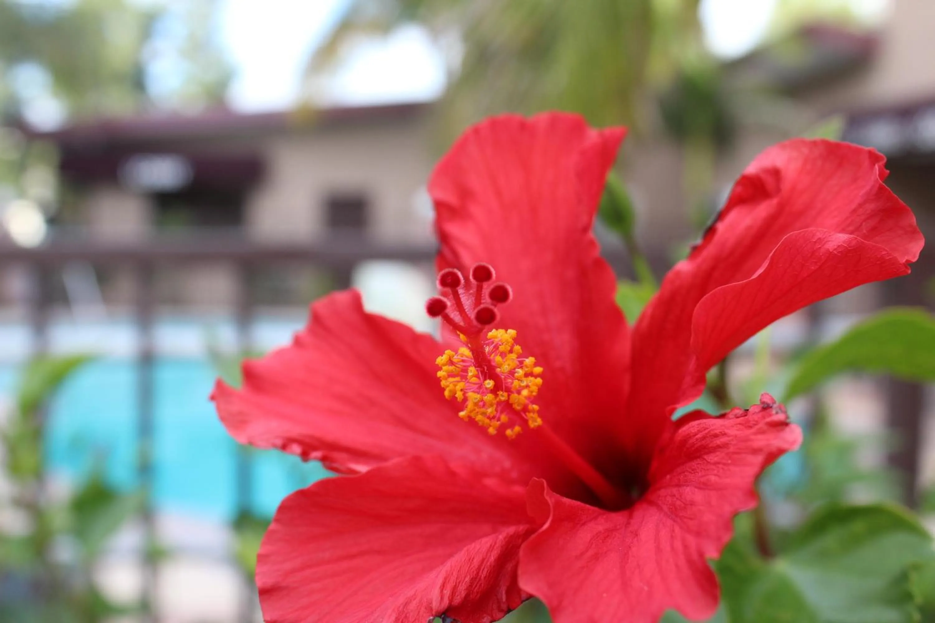 Day in Budget Inn Anaheim near Disneyland Drive