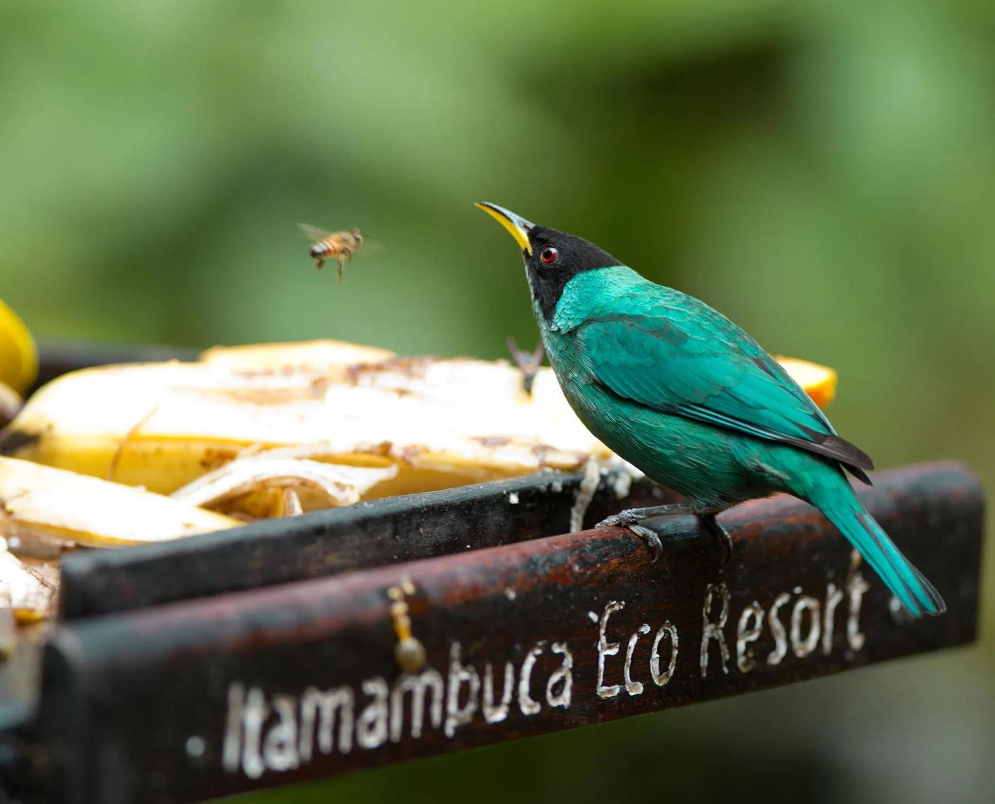 Animals in Itamambuca Eco Resort