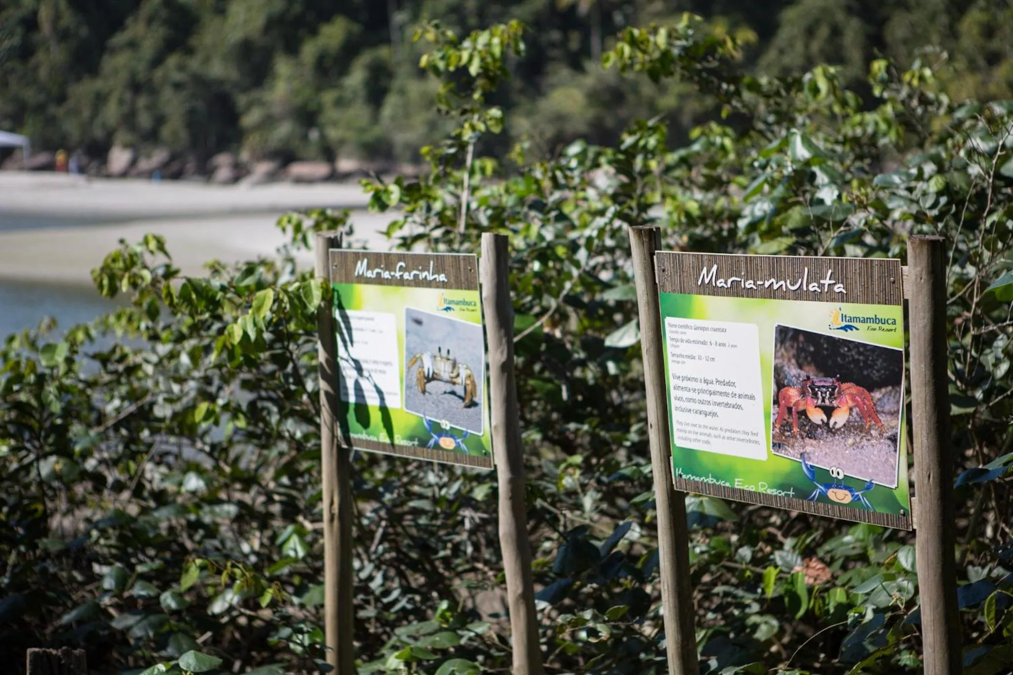 Day in Itamambuca Eco Resort