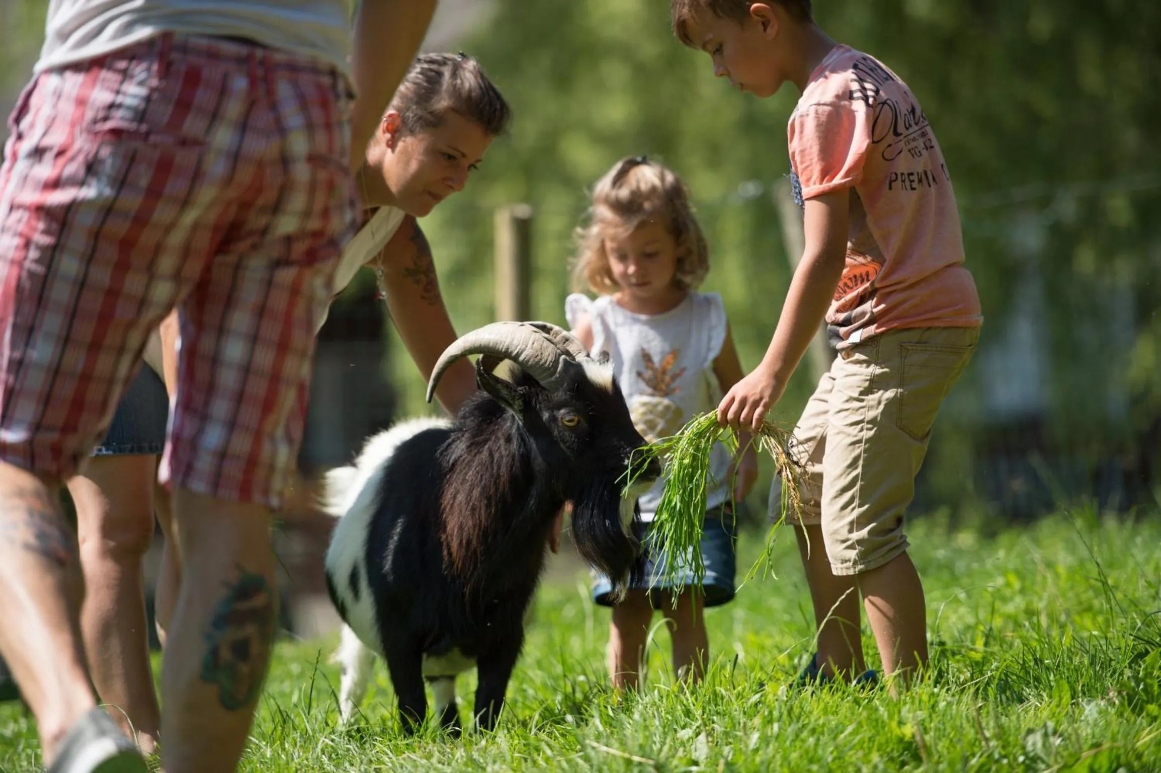 Pets in Pension Irlingerhof