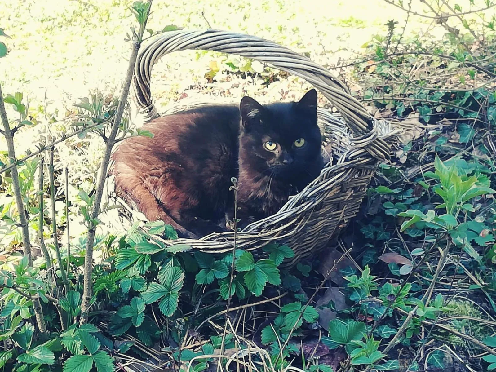 Animals in Pension Irlingerhof