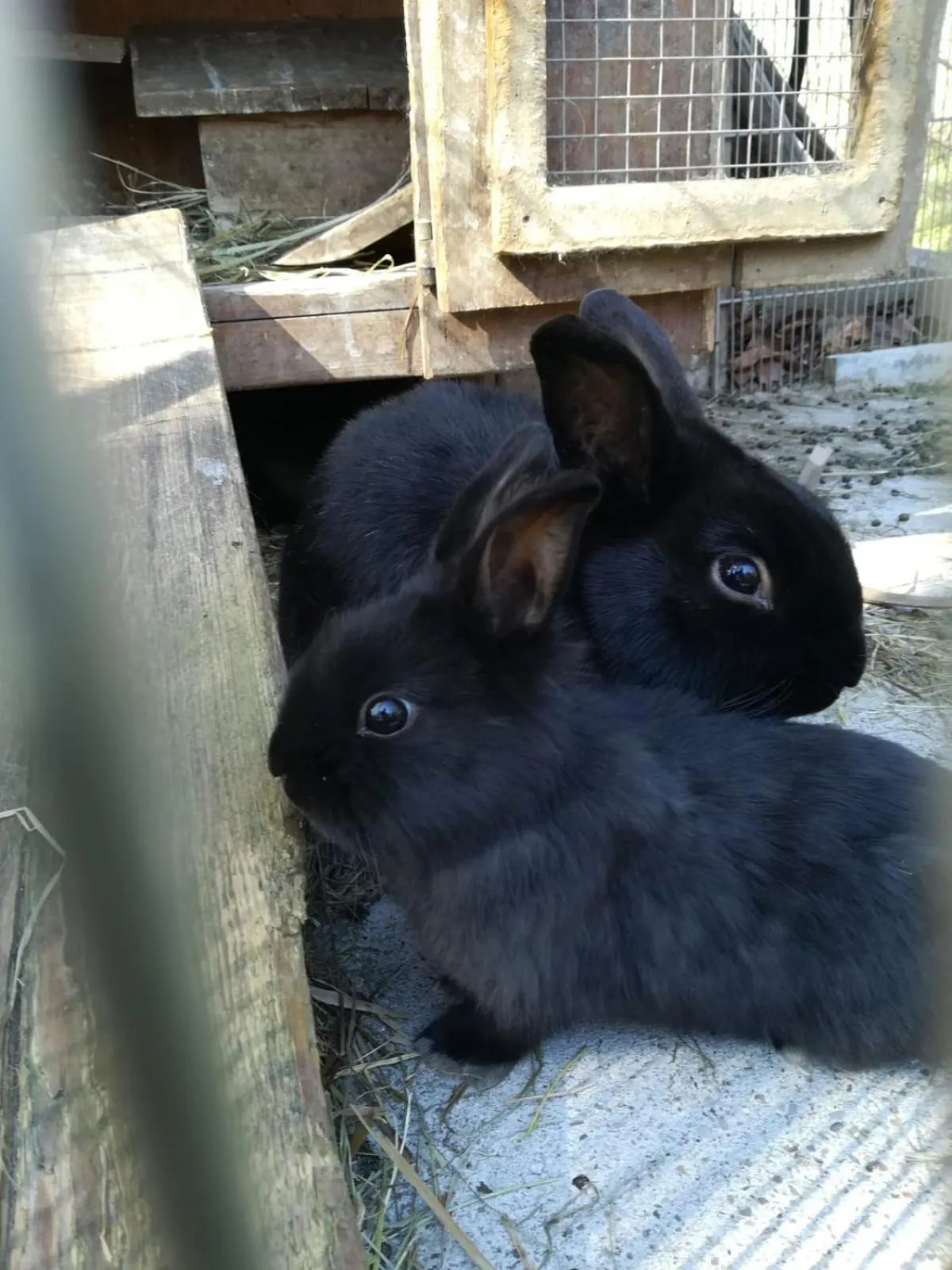 Animals in Pension Irlingerhof