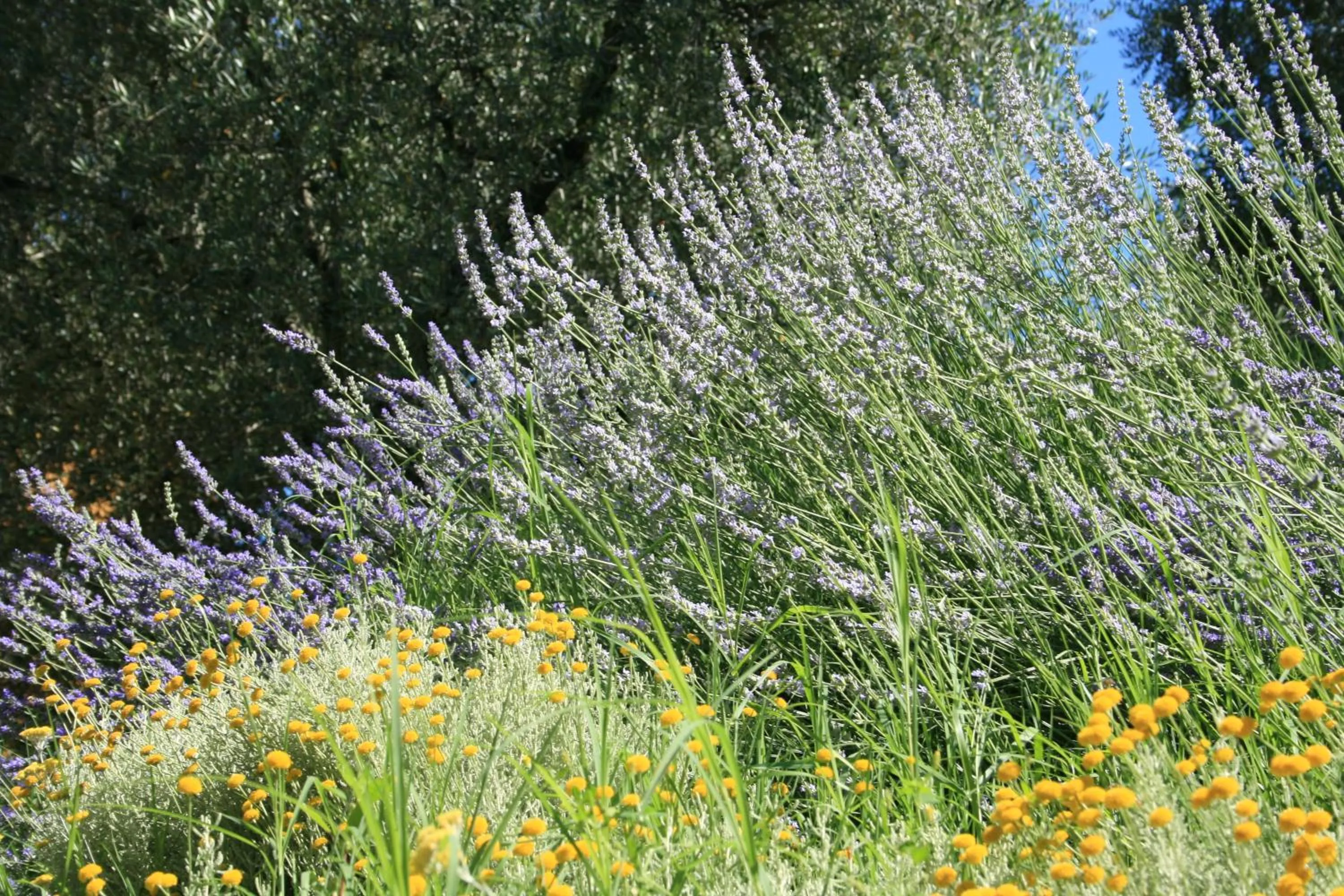 Garden in Hotel Catullo