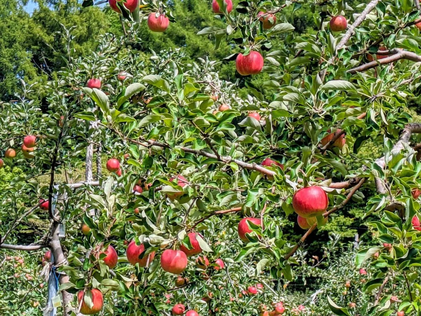 Log Hotel The Maple Lodge