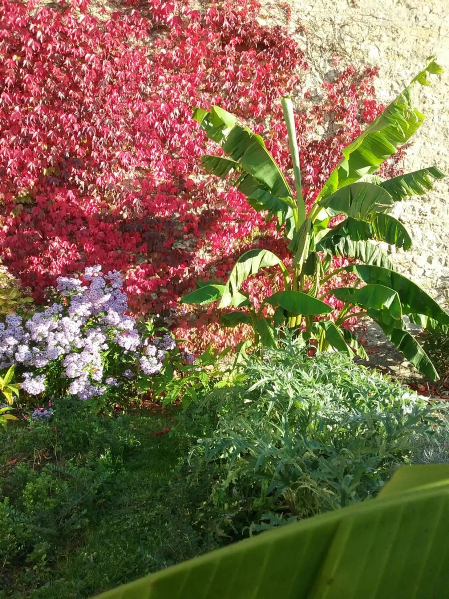 Garden in Chambre d'hôte le 18-20
