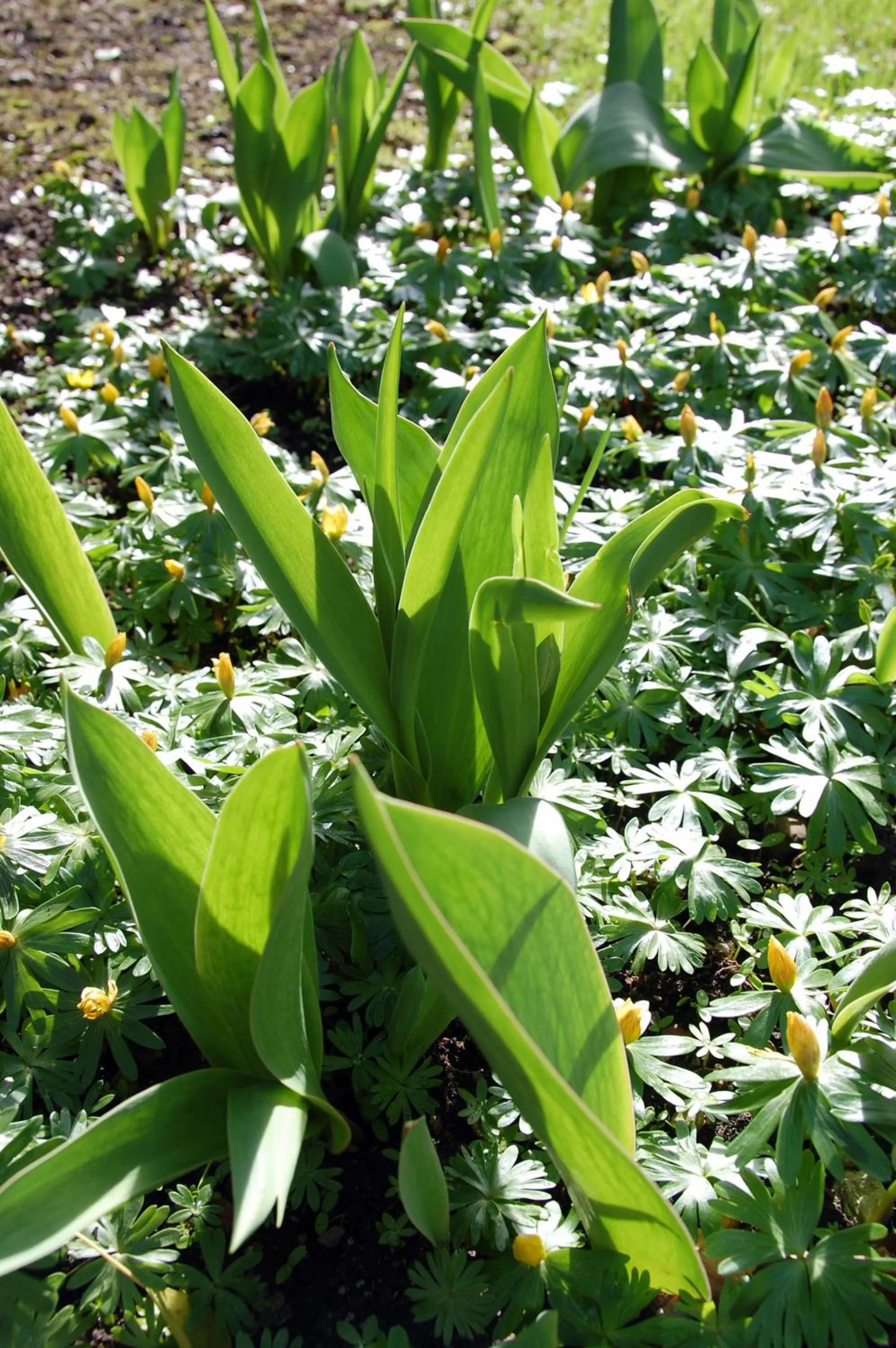 Garden in Hôtel de l'ours