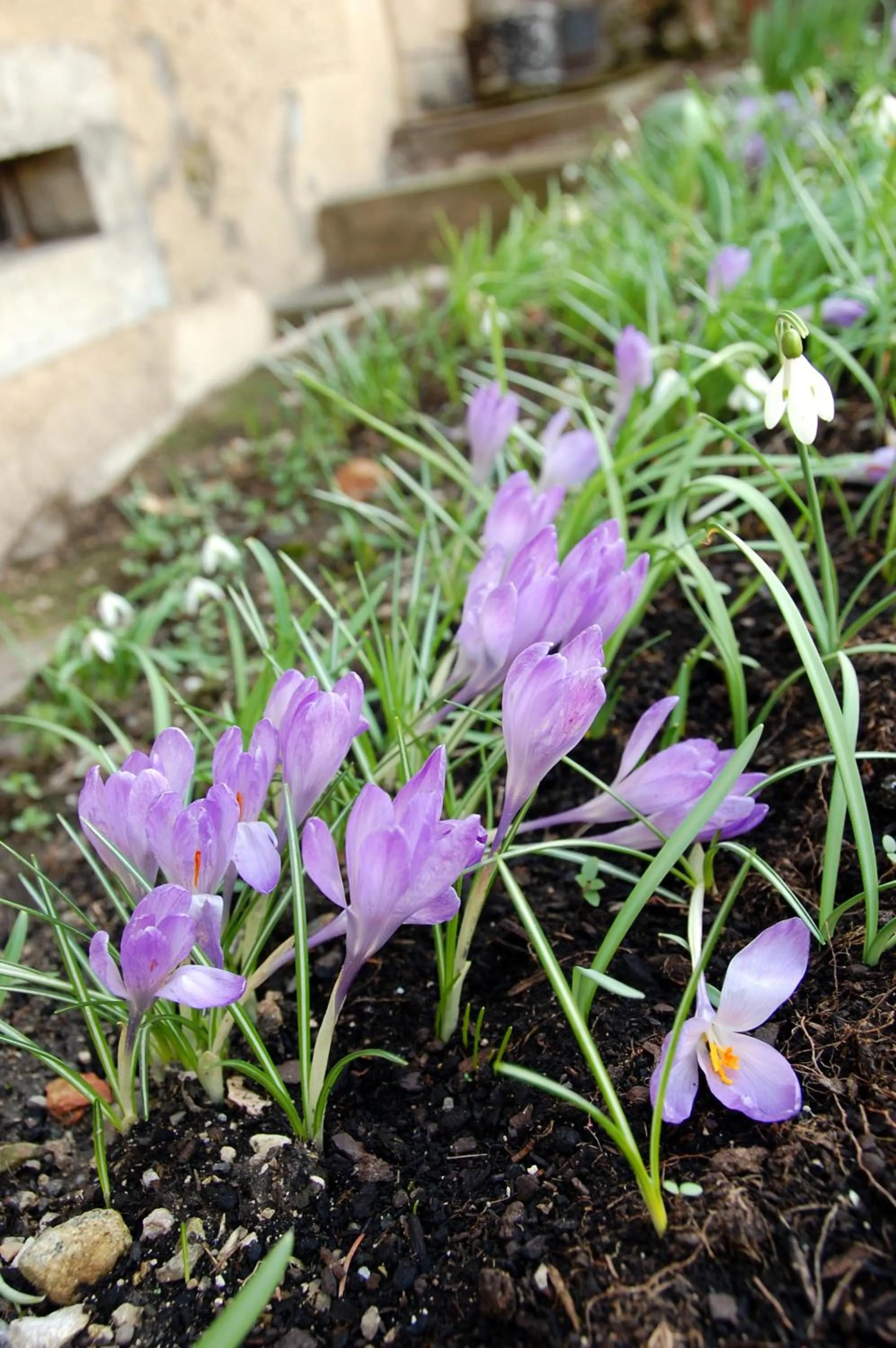 Garden in Hôtel de l'ours