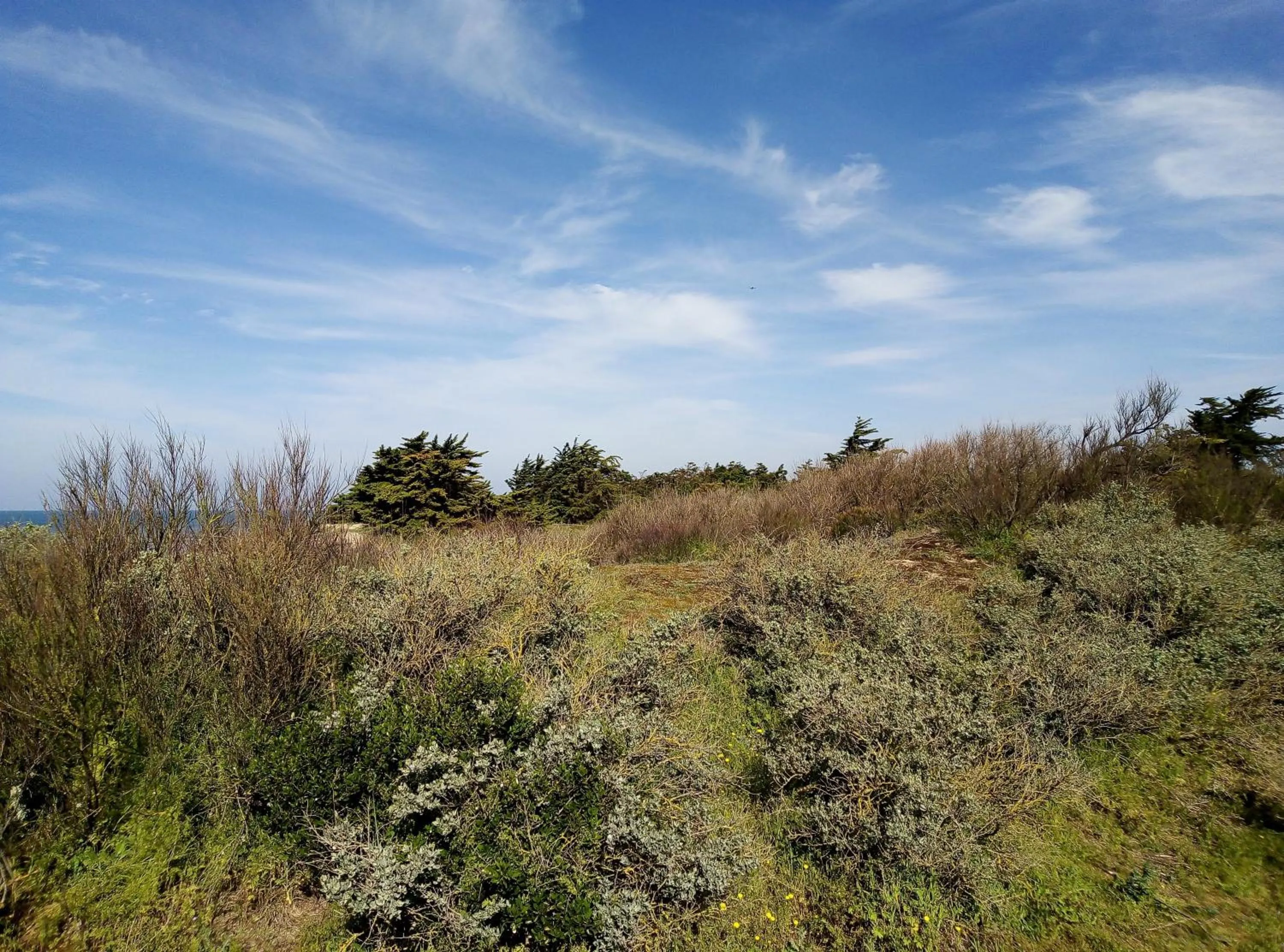 Natural landscape in Les Bois Flottés en Ré