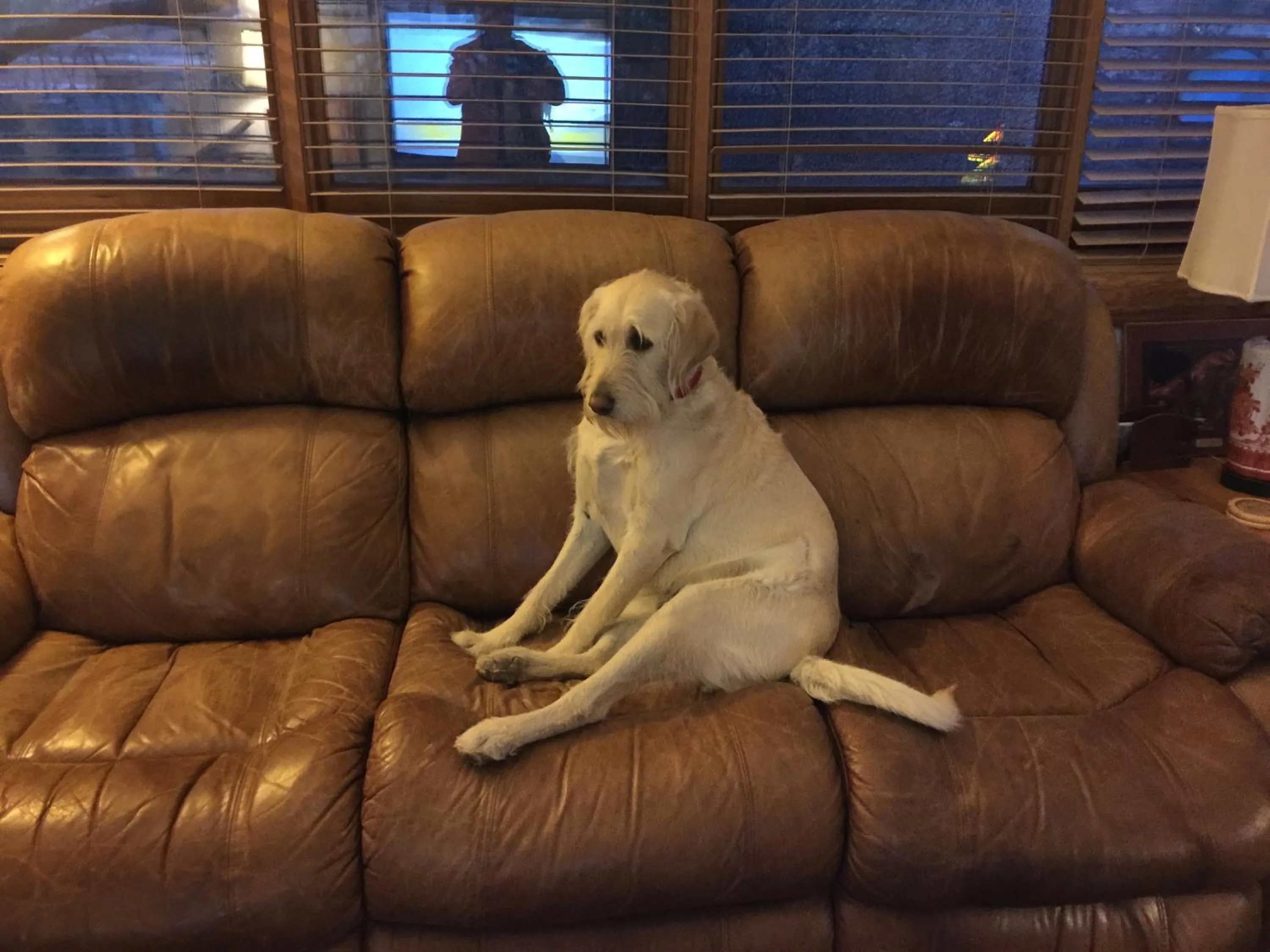 Pets in Spur Cross Inn