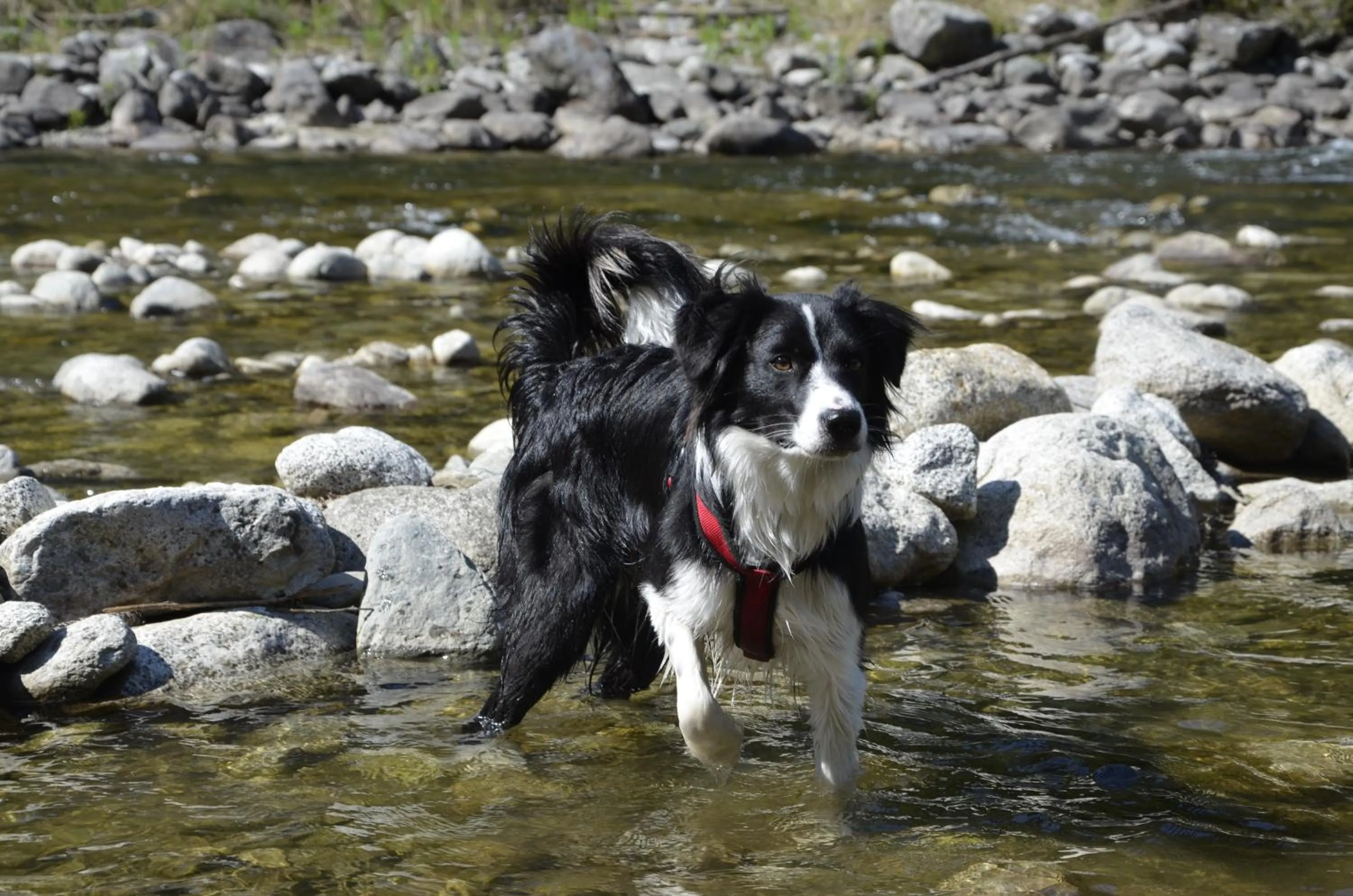 Pets in Active Hotel Sonne