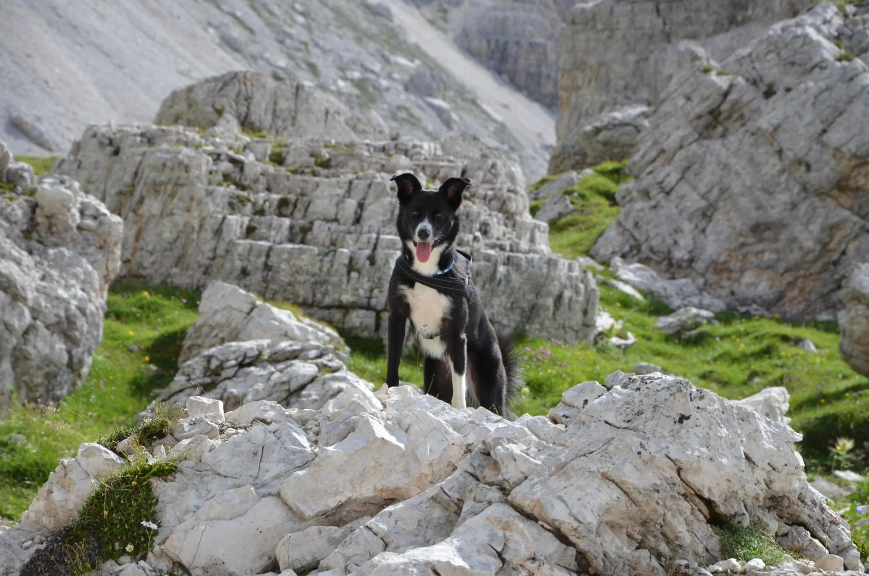 Pets in Active Hotel Sonne