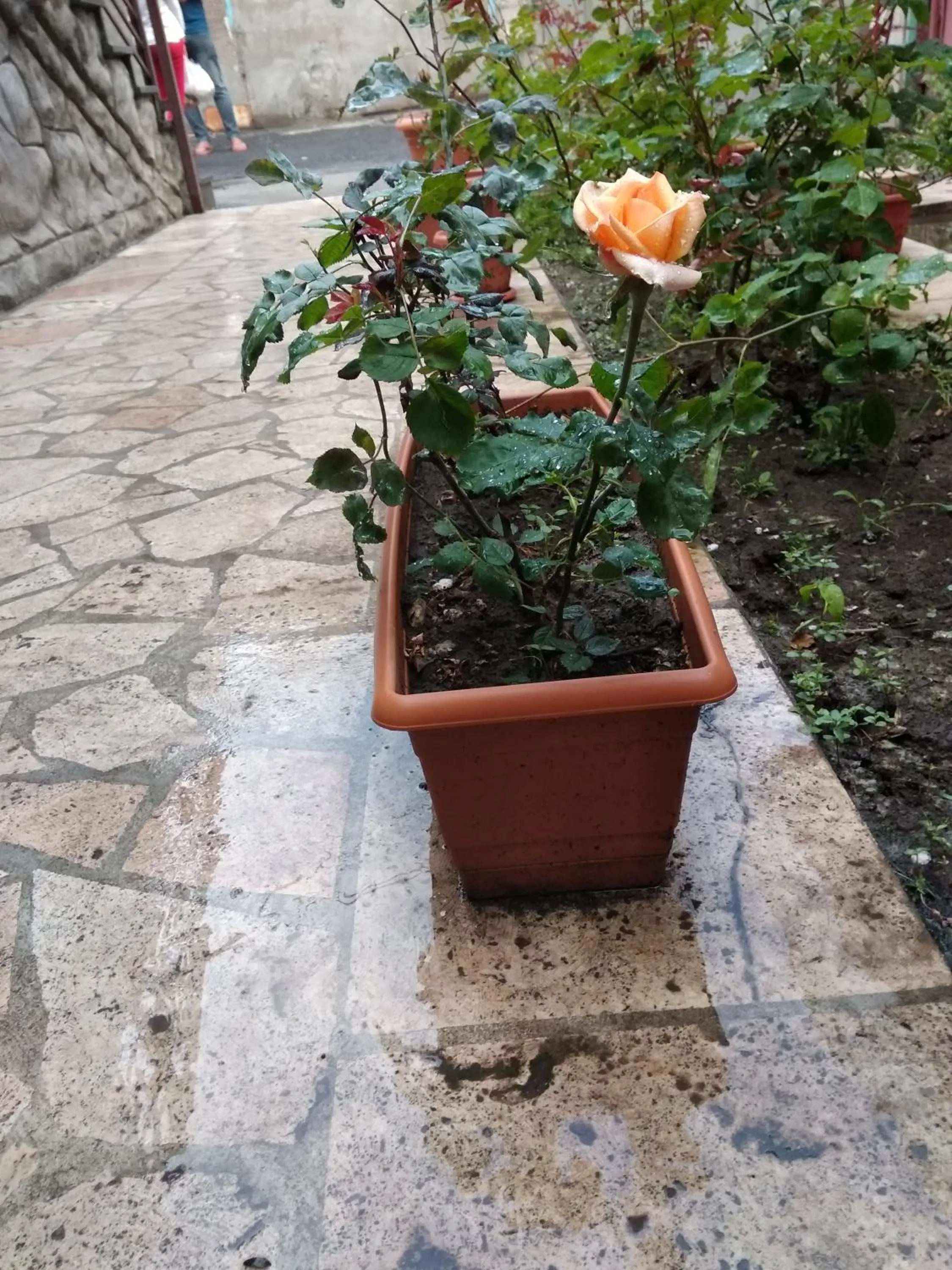 Patio in Komitas Avenue Guest House