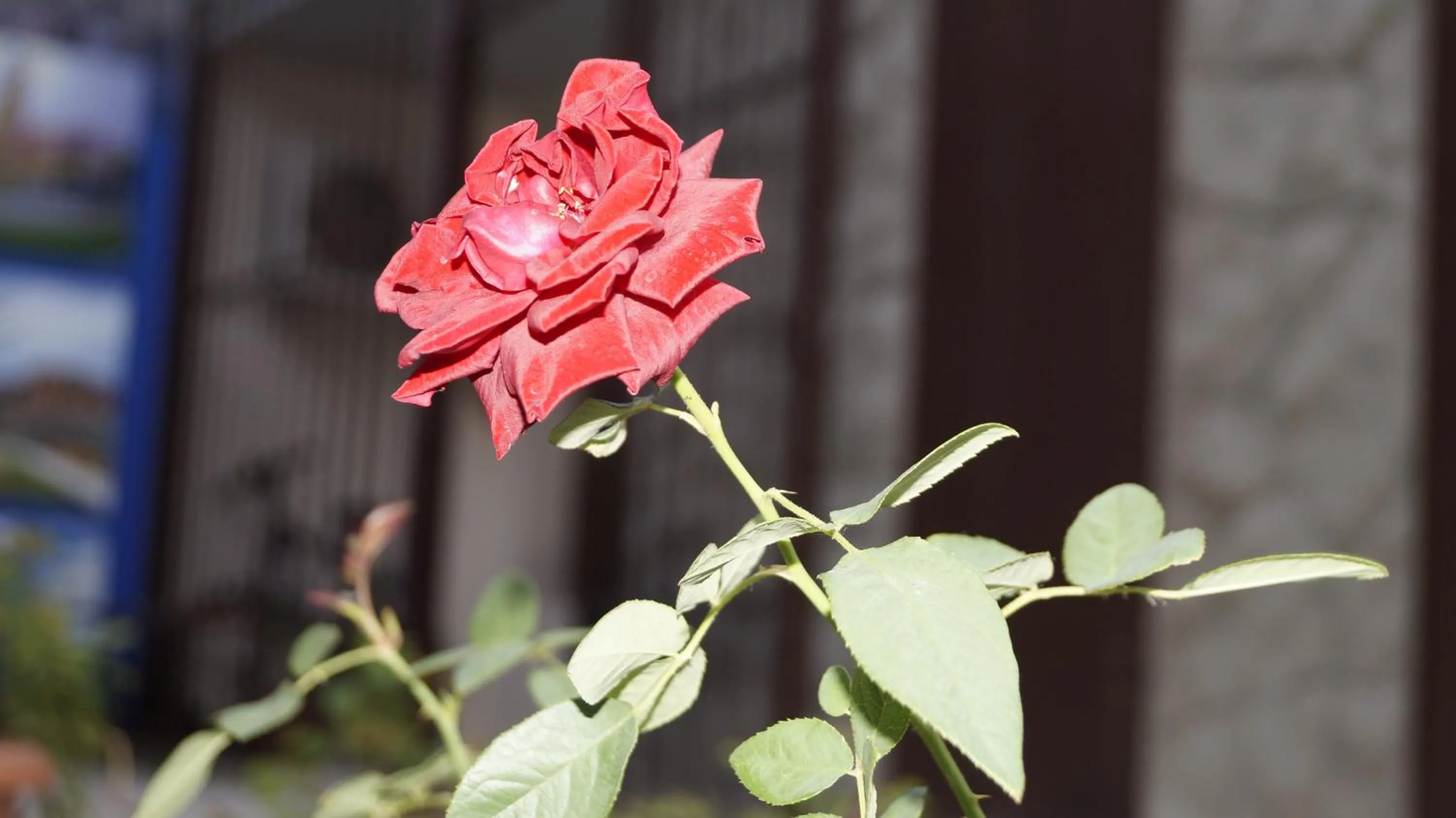 Garden in Komitas Avenue Guest House