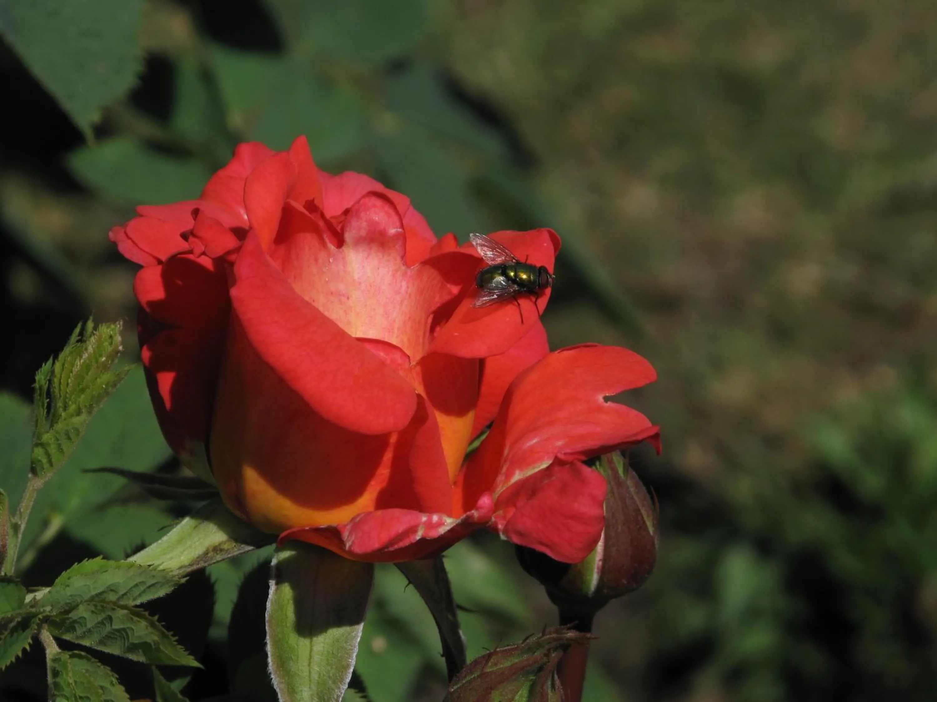 Hotell Turistgården i Simrishamn