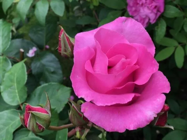 Hotell Turistgården i Simrishamn