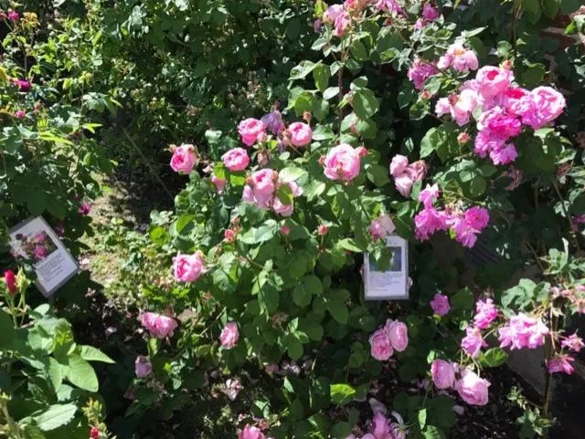 Garden in Hotell Turistgården i Simrishamn