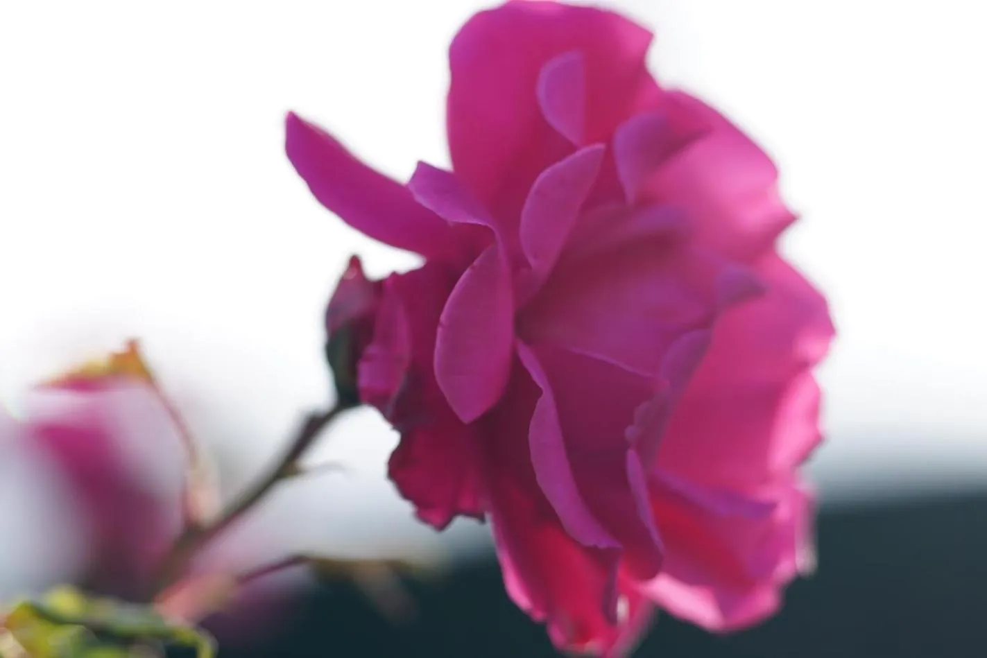 On site in Hotell Turistgården i Simrishamn