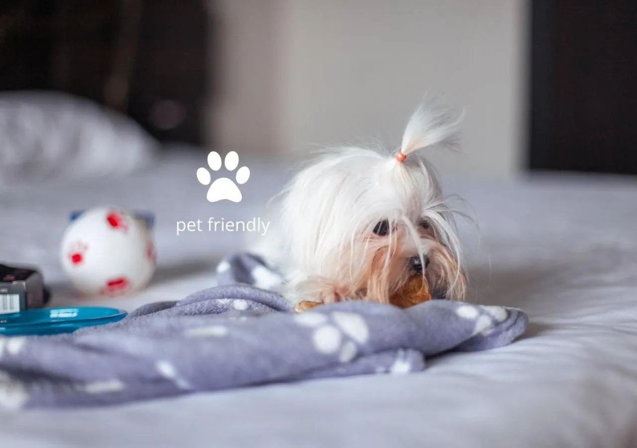 Pets in Bakkara Hotel