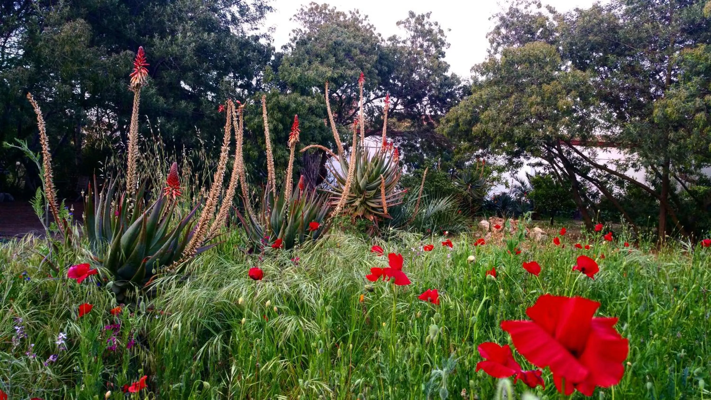 Spring in Casa Orsoni