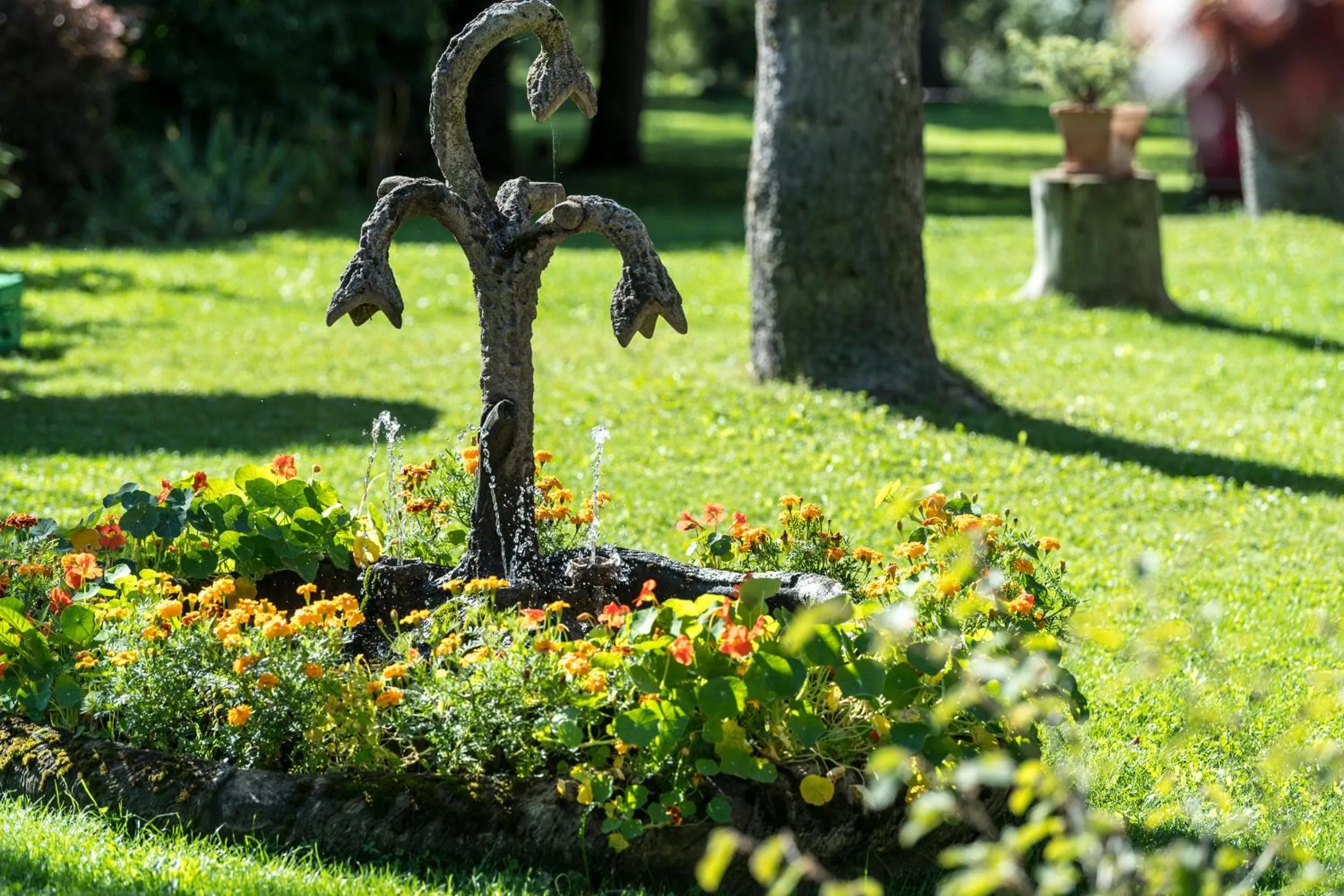 Garden in Azalea Park Hotel