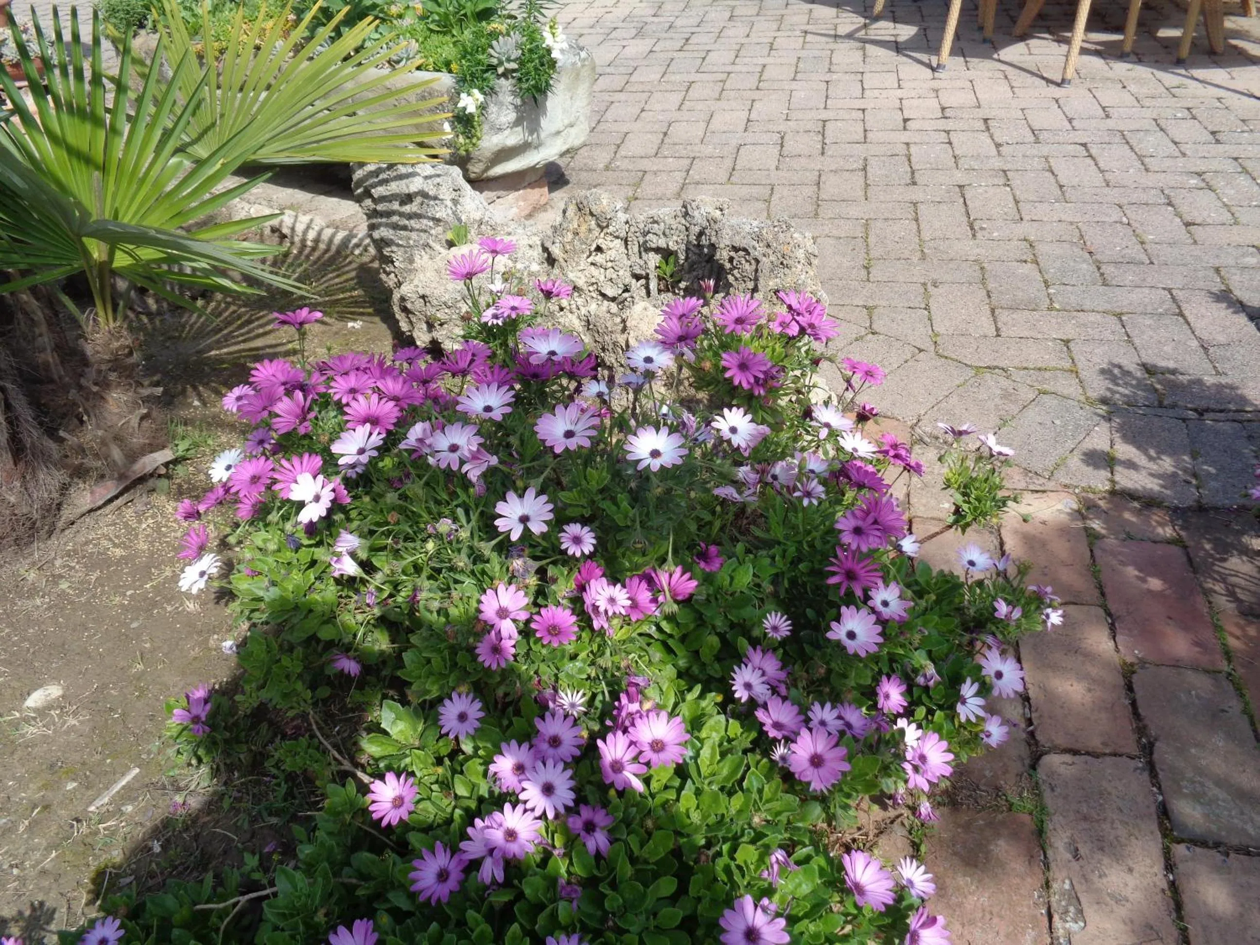 Spring in Hotel Rosati