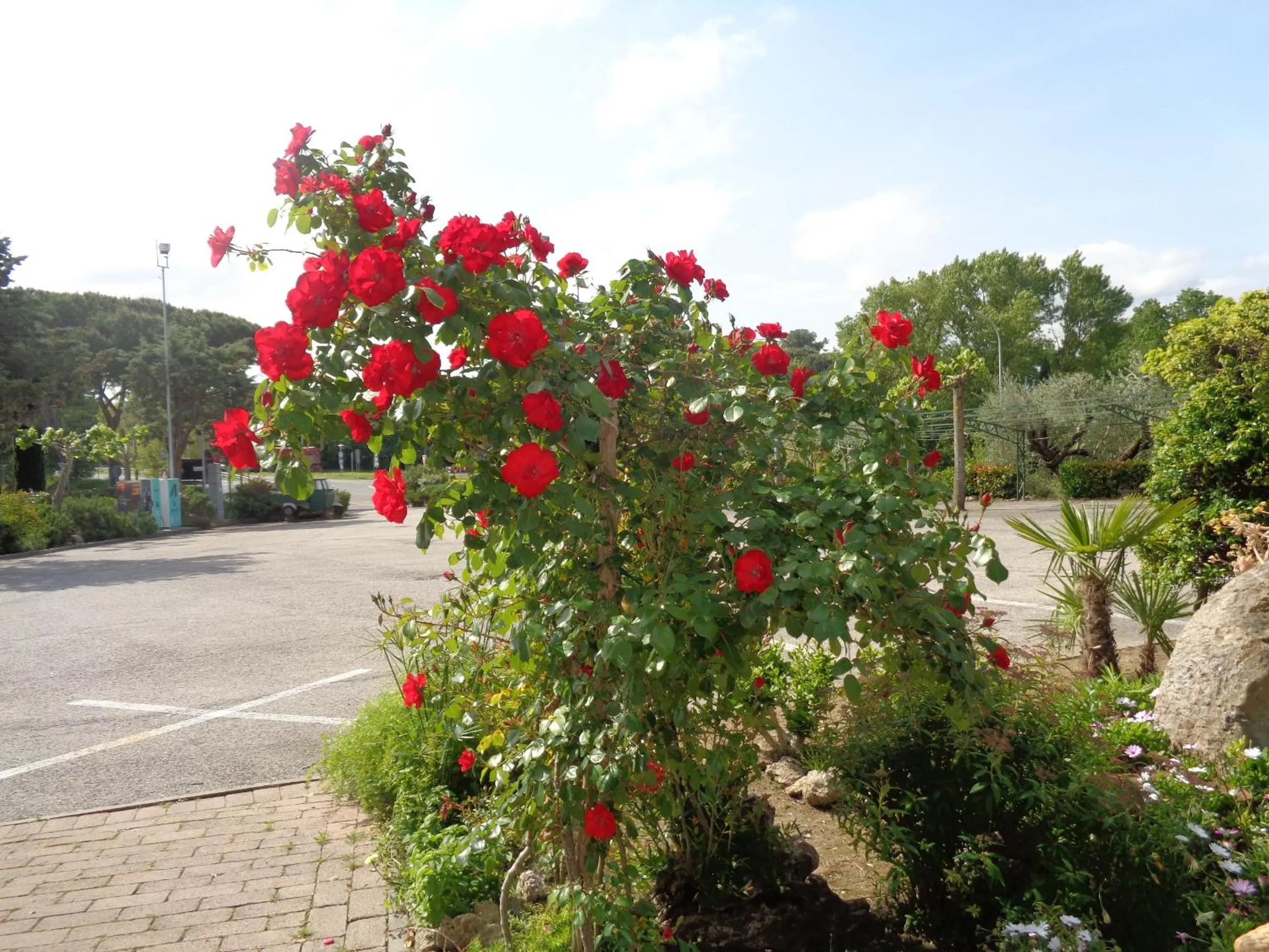 Spring in Hotel Rosati