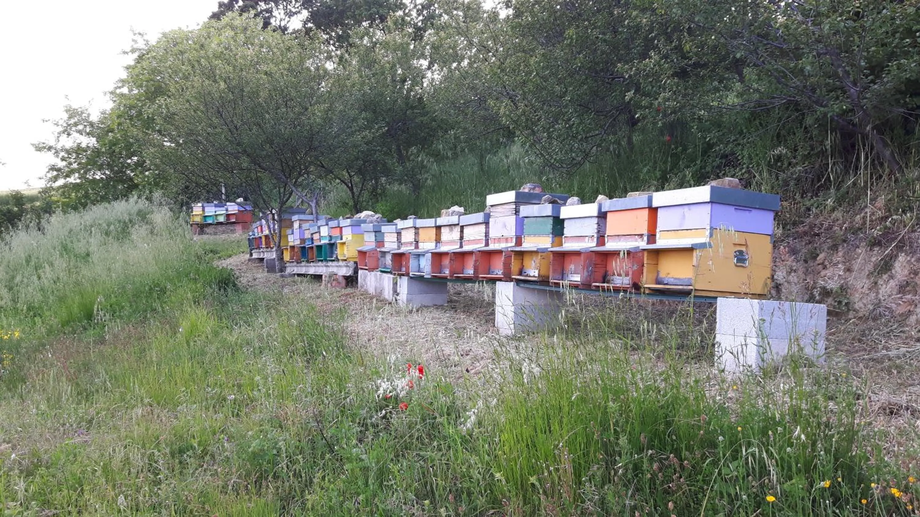 Summer in Casalotto Francescano