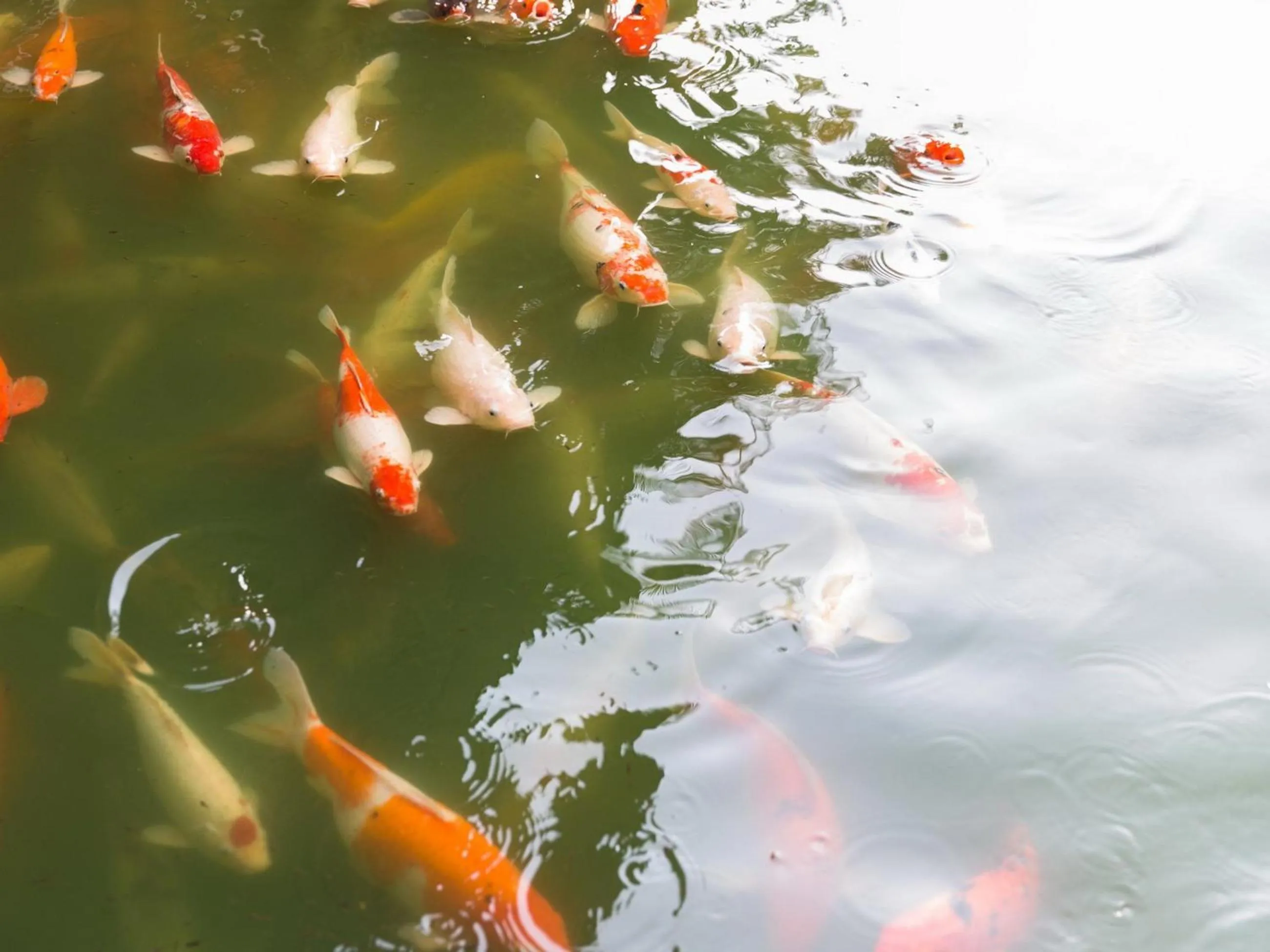 Pets in Eastern Grand Palace
