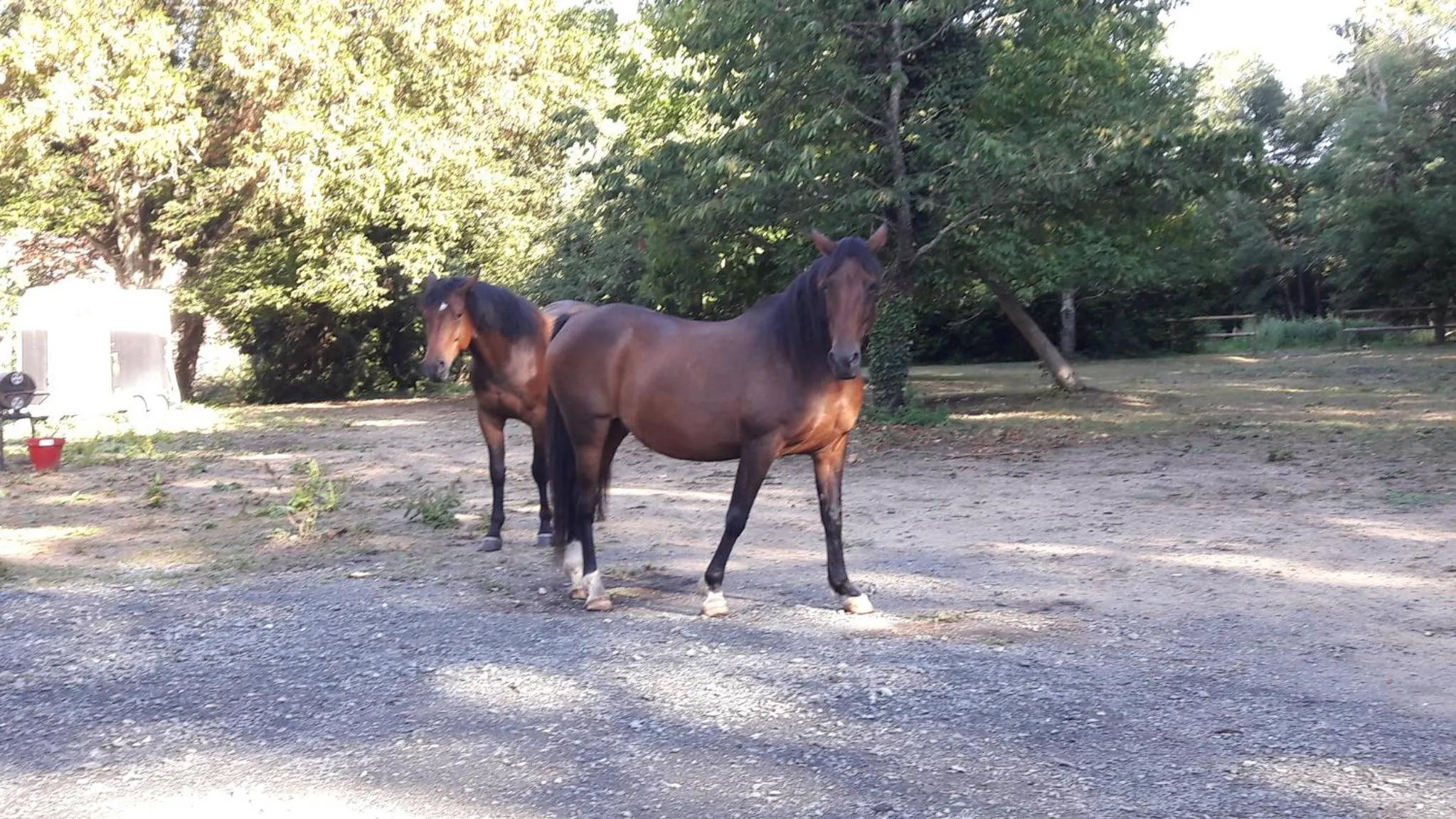 Pets in Le petit plessis