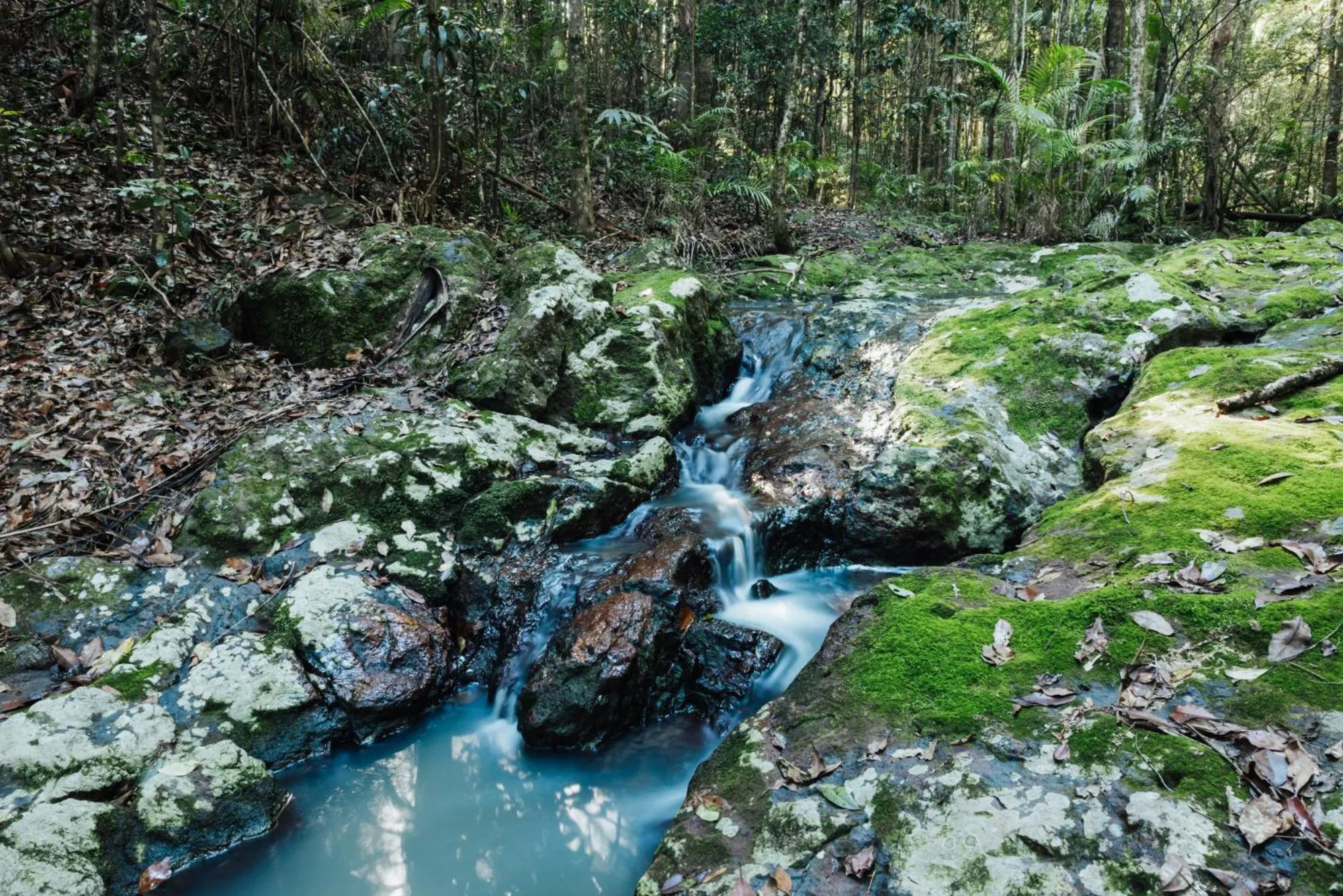 Natural landscape in Narrows Escape Rainforest Retreat